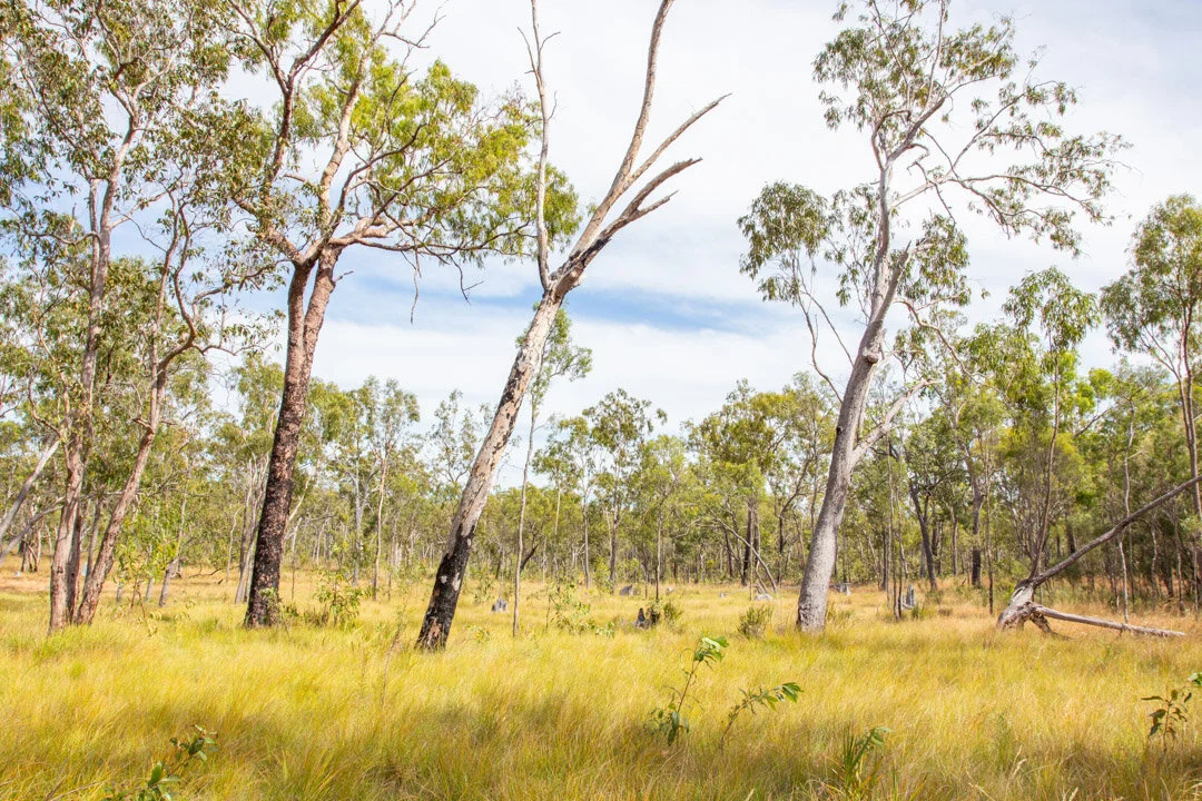 This time last year I was learning much about #Olkola Country on Cape York. A landscape made up of golden, grassy savannas and millions of termite mounds, some of which are home to the endangered Alwal (Golden-Shouldered Parrot). It&rsquo;s spotted w