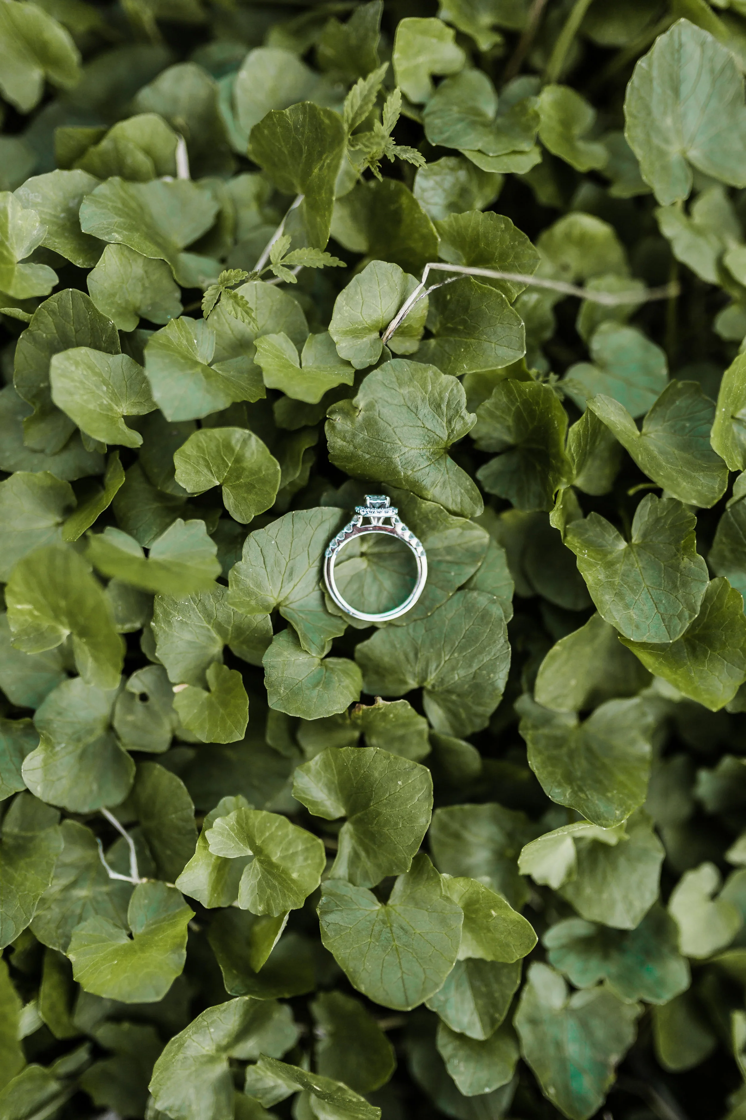 engagement ring resting on clovers during boho maryland engagement session