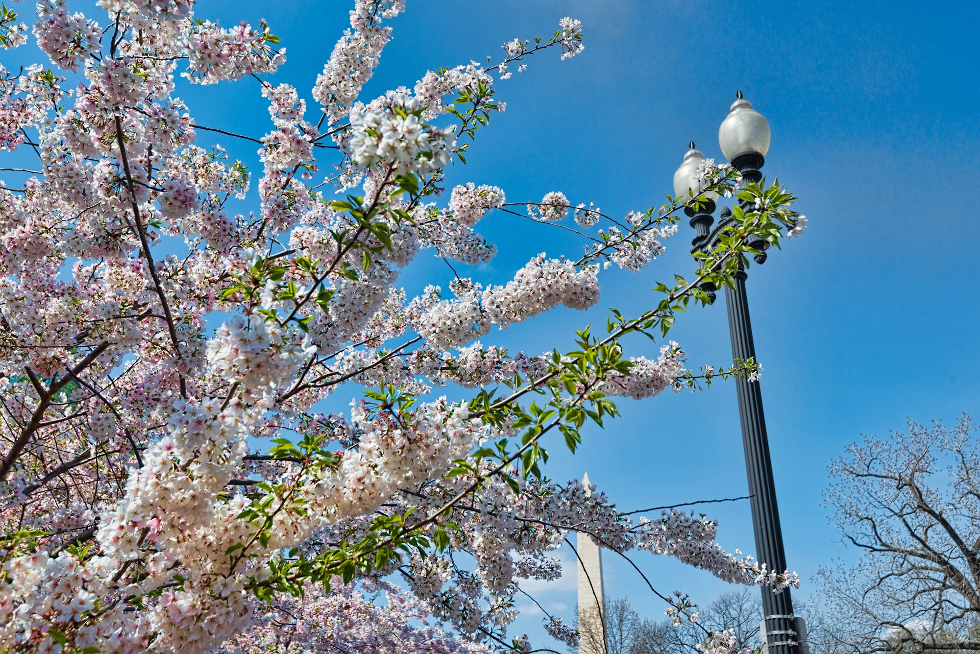 Cherry Blossom with Washington Monument in the background