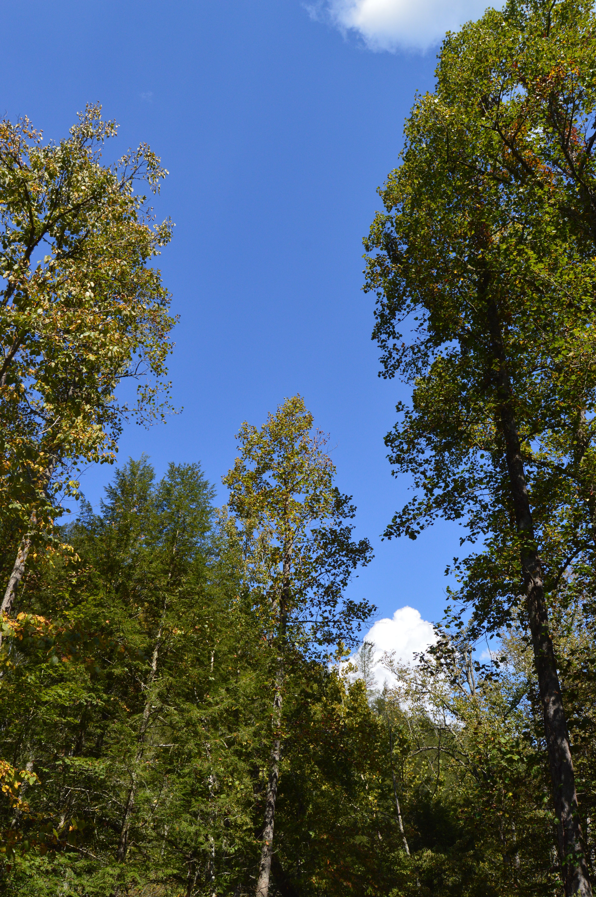 Greenbrier Great Smoky Mountains