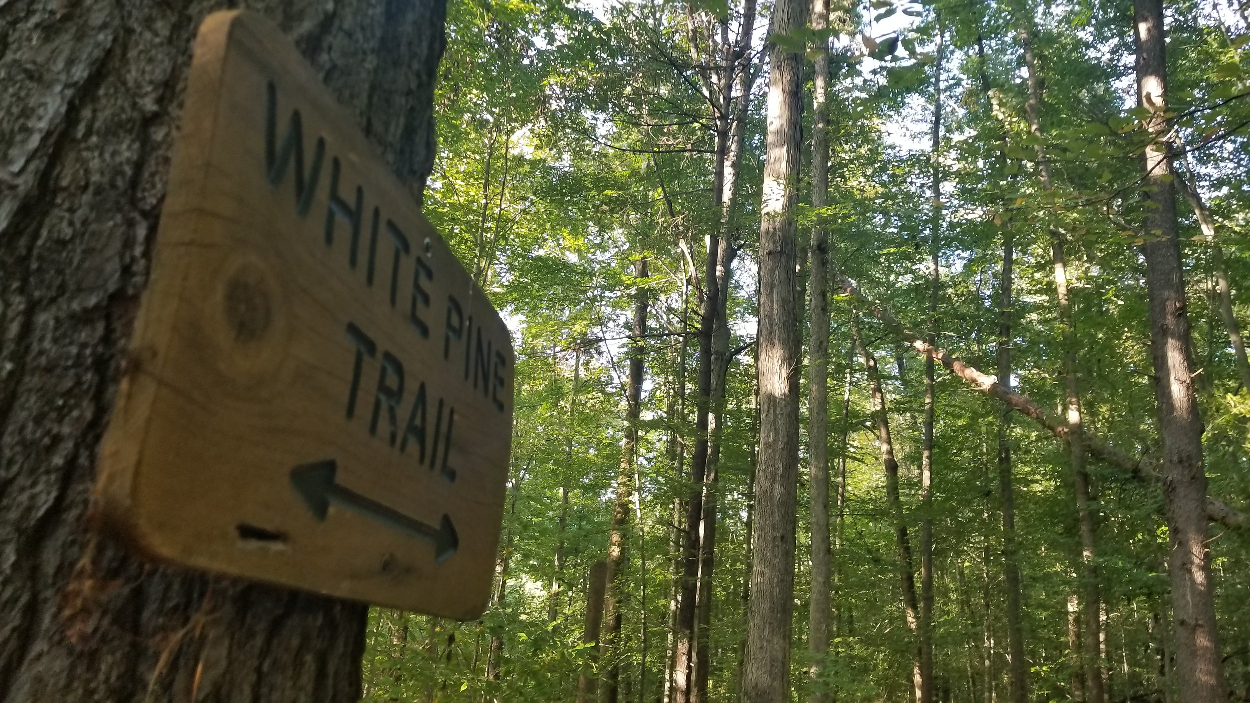 White Pine Trail