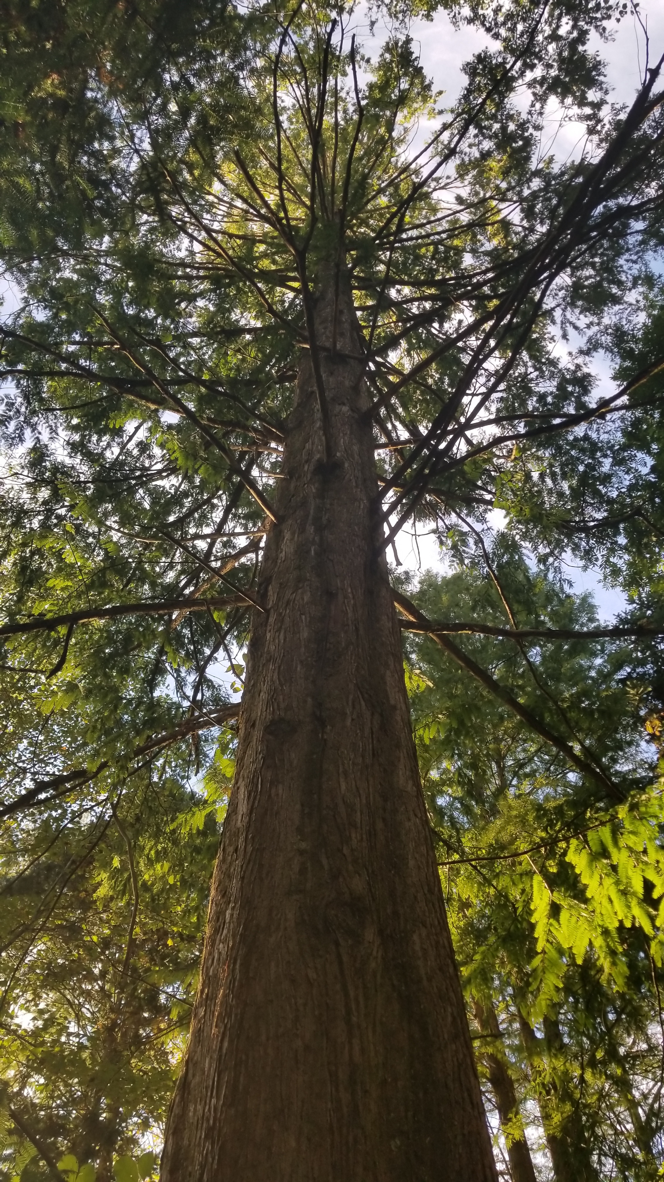 Dawn Redwood Tree