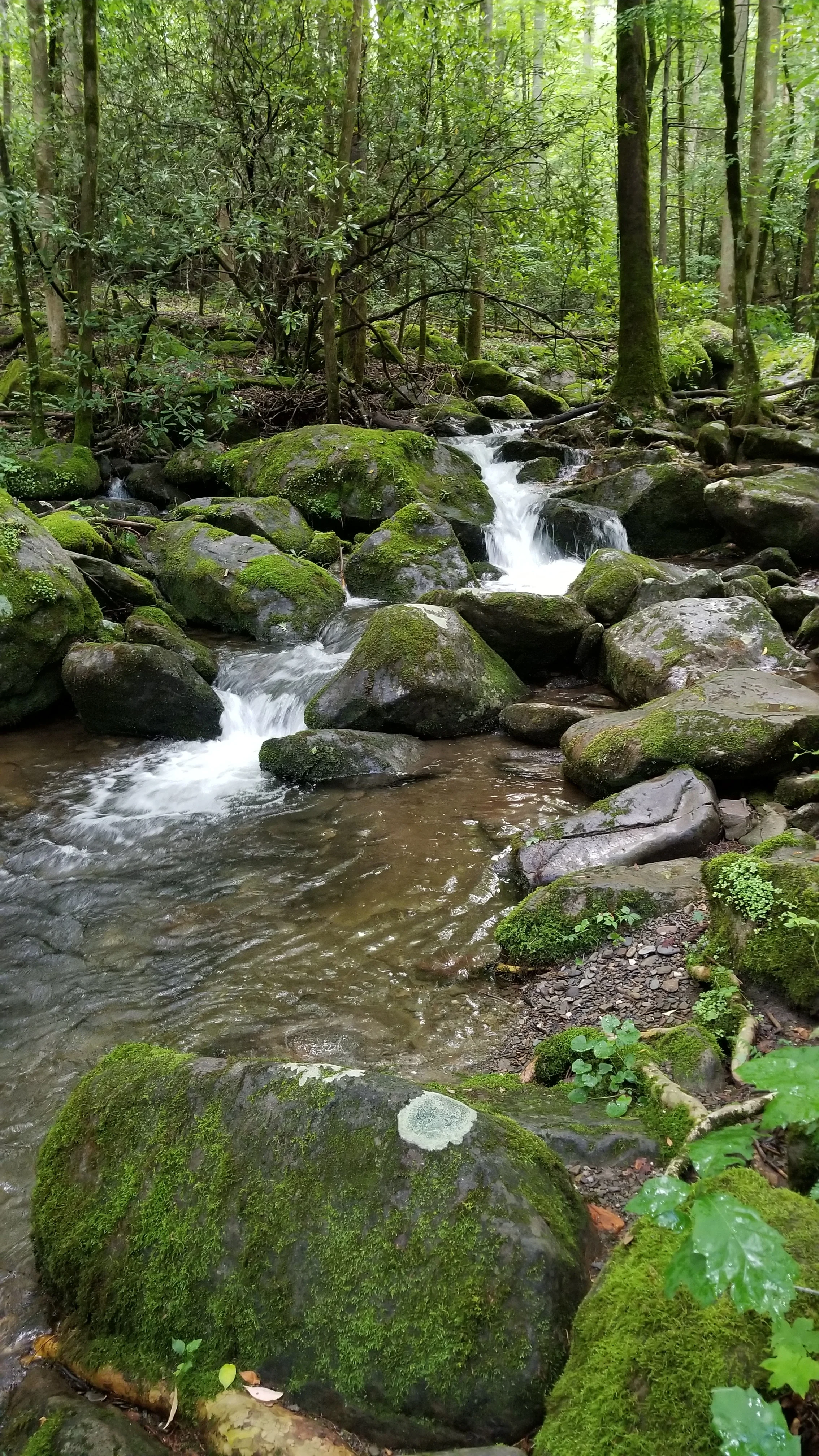 A peaceful place in the Smokies just 5 minutes off the Interstate —  knoxroadtripper, image size:2268x4032