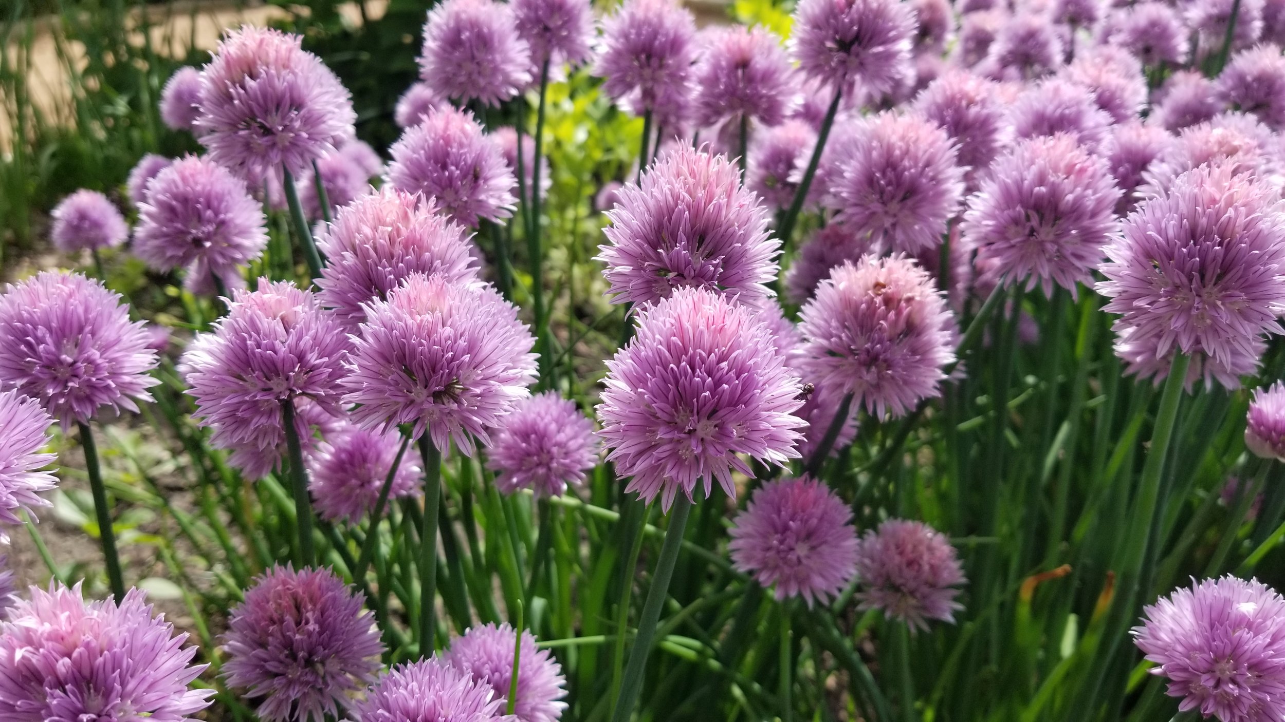 Reiman Gardens - Spherical plants