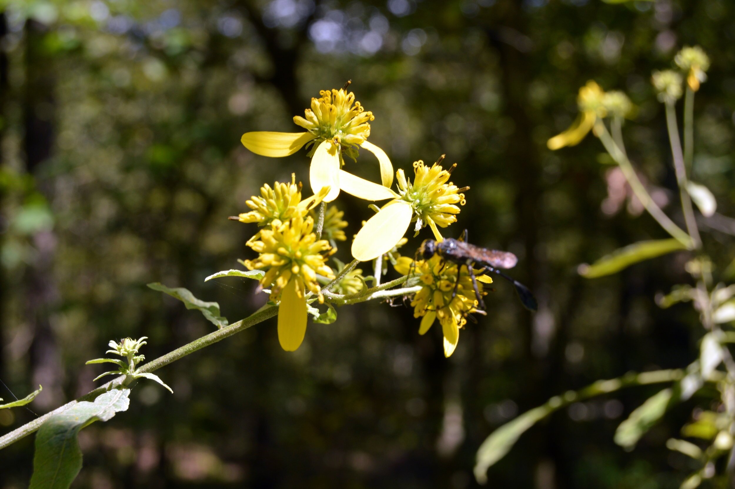 Wildflower Great Smoky Mountains