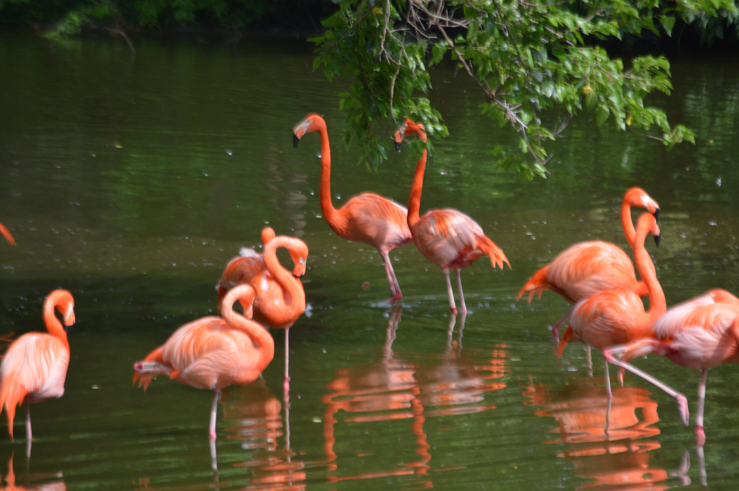 Flamingos at the St. Louis Zoo