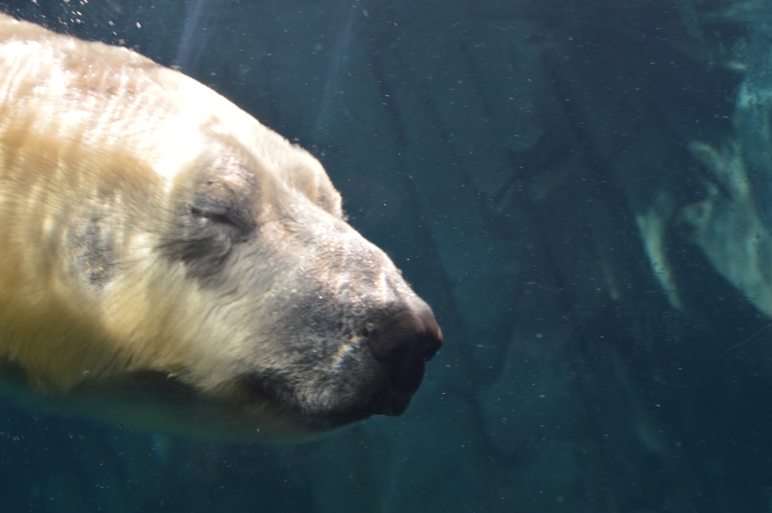 Polar Bear at the St. Louis Zoo