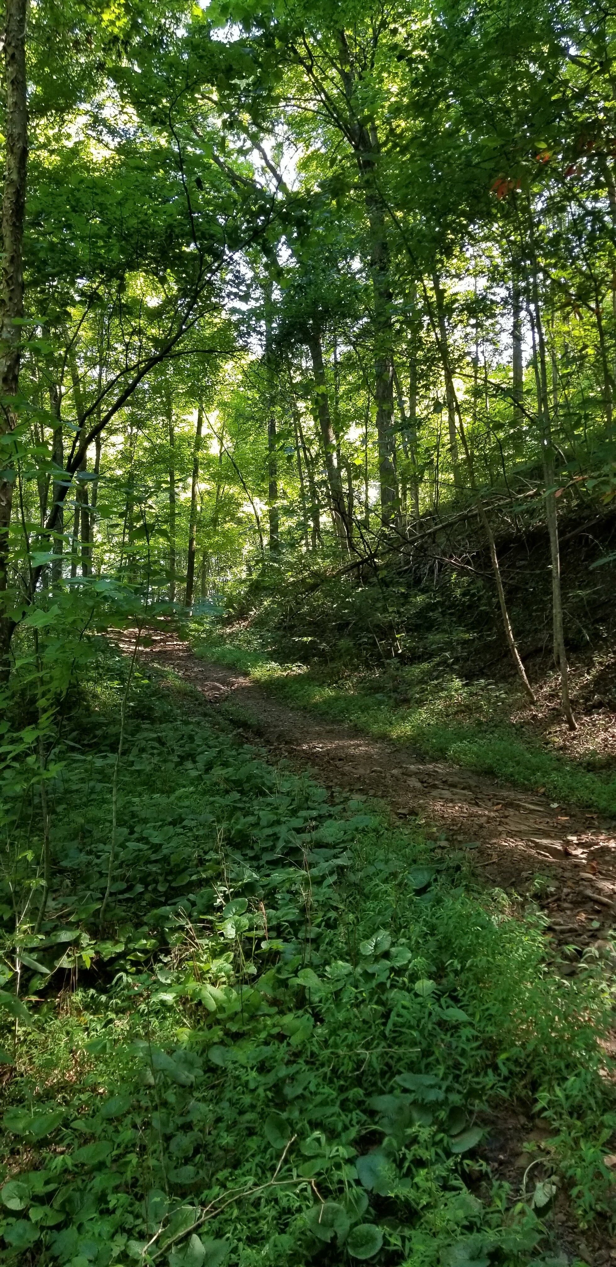 Sugar Hill Trail St. Paul Virginia