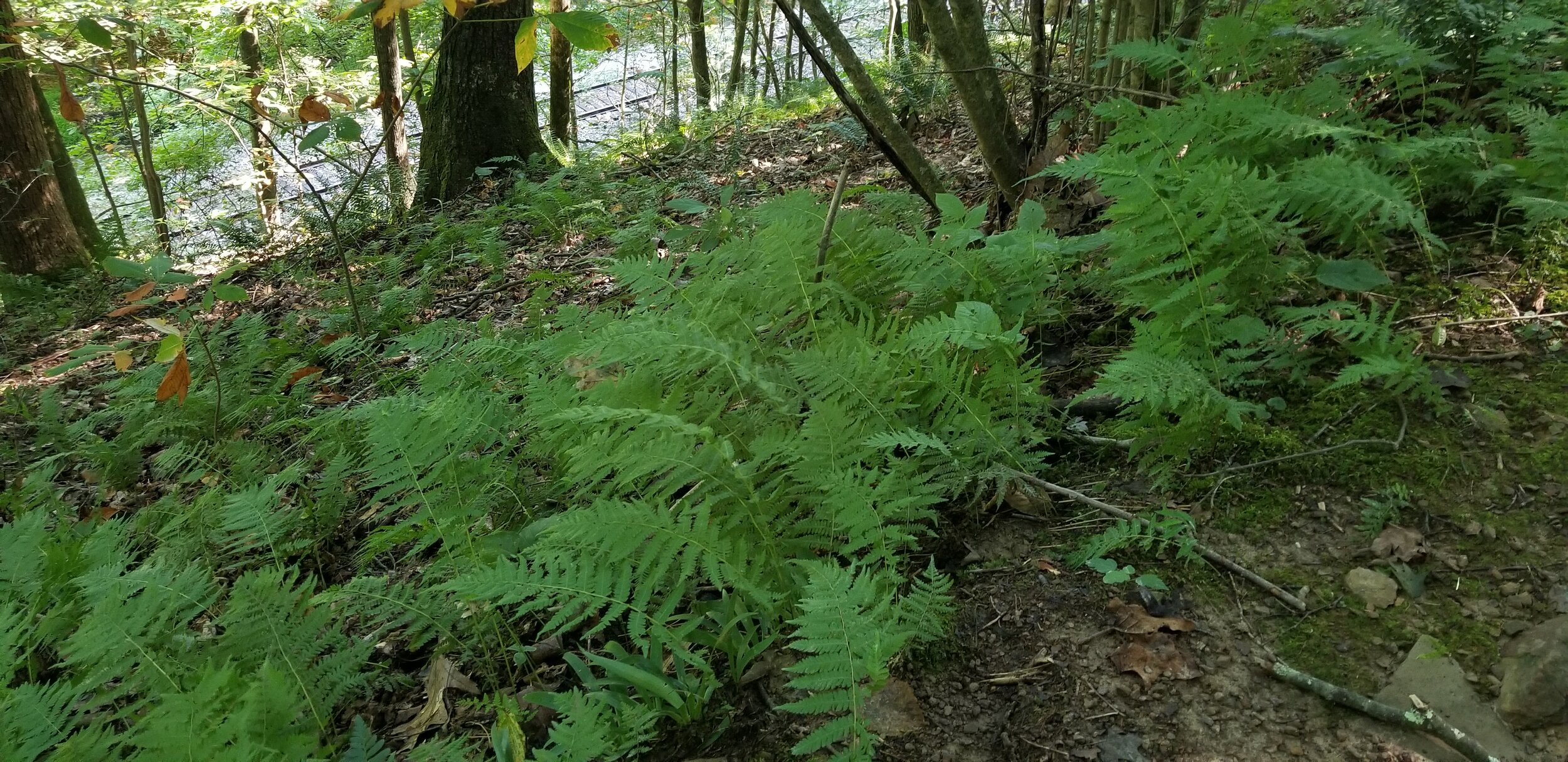 Ferns along the Sugar Hill Trail St. Paul Virginia