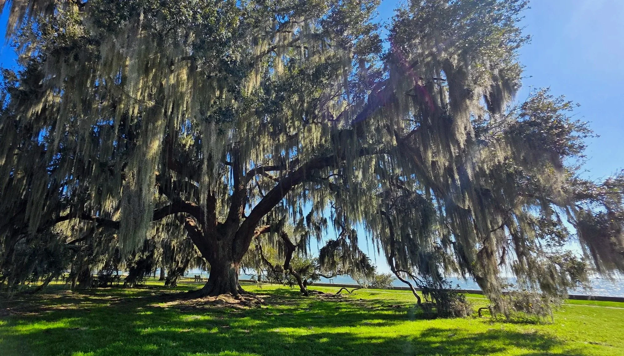 A large live oak tree draped in spanish moss sits in a park next to the lake.