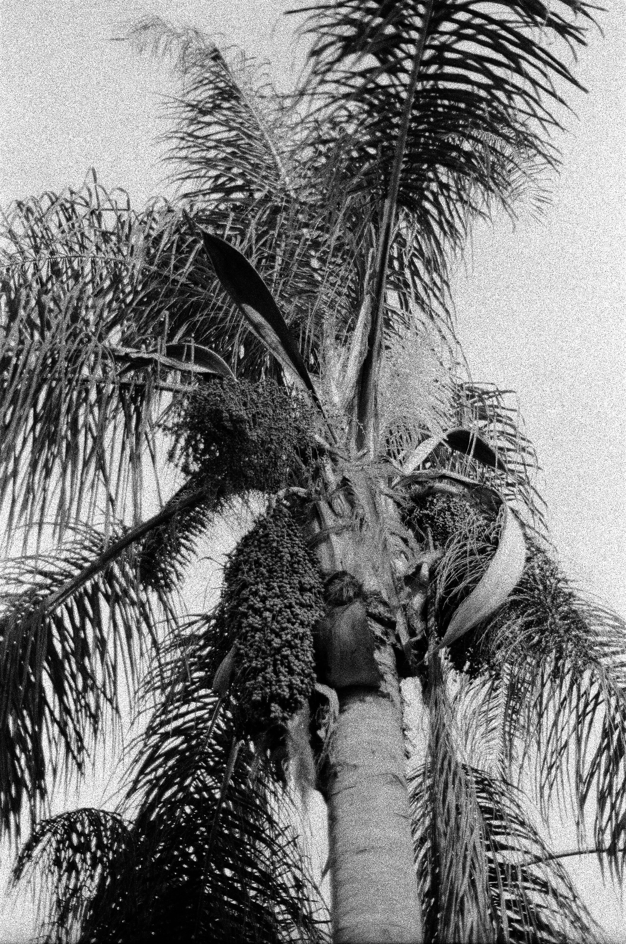 palm.jpg