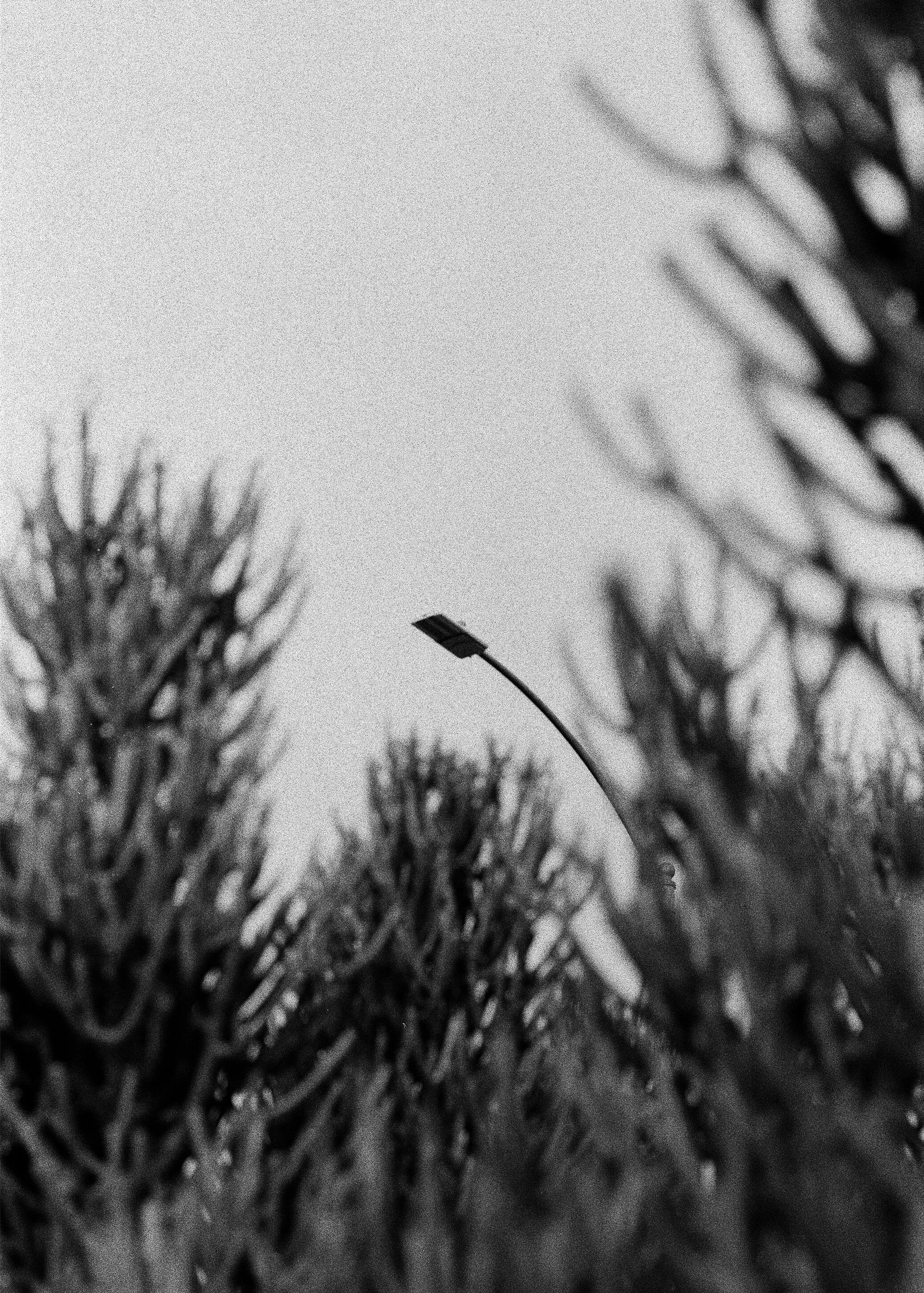 streetlight02.jpg