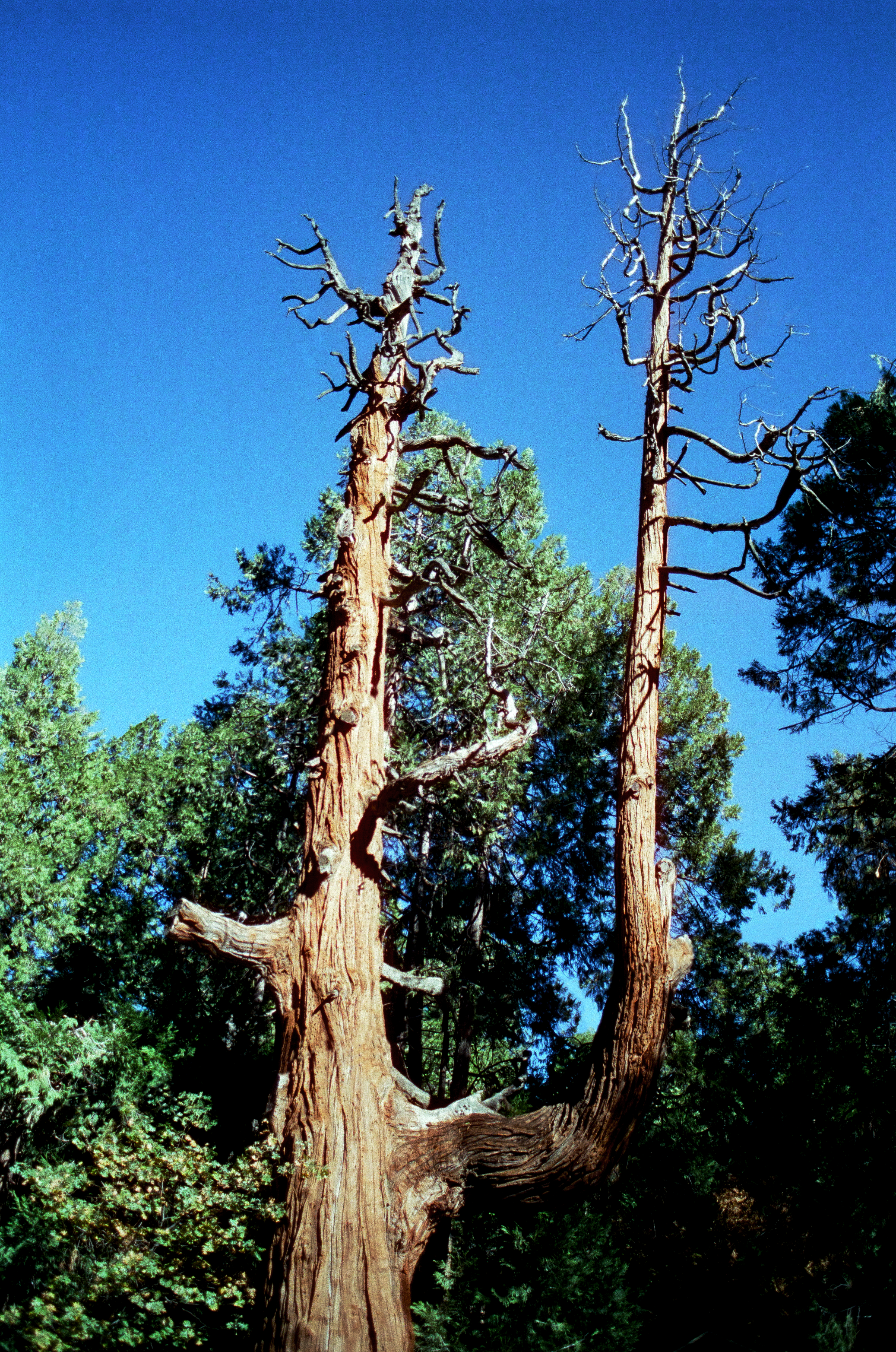 weirdtree.png