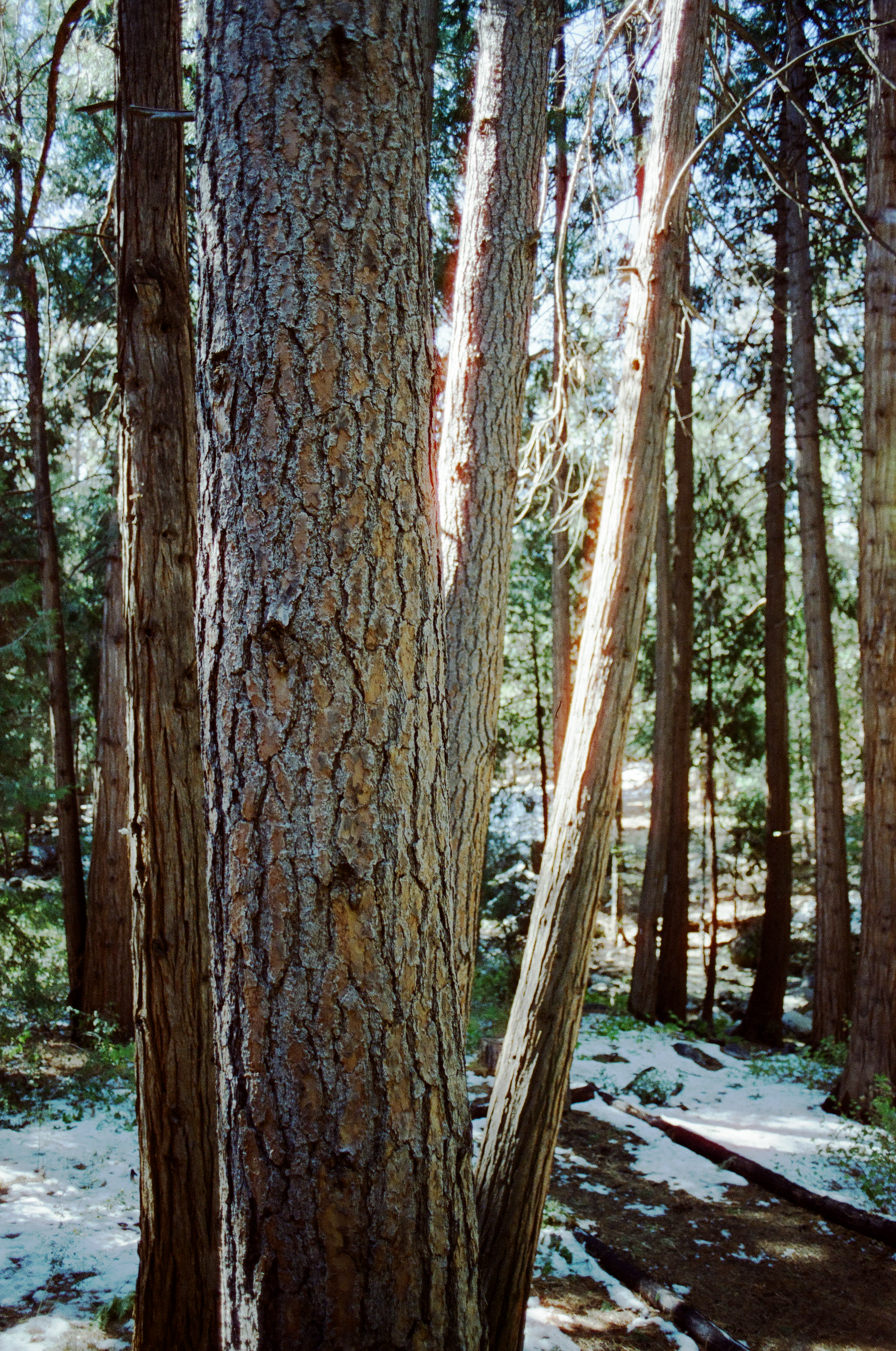 bark.png