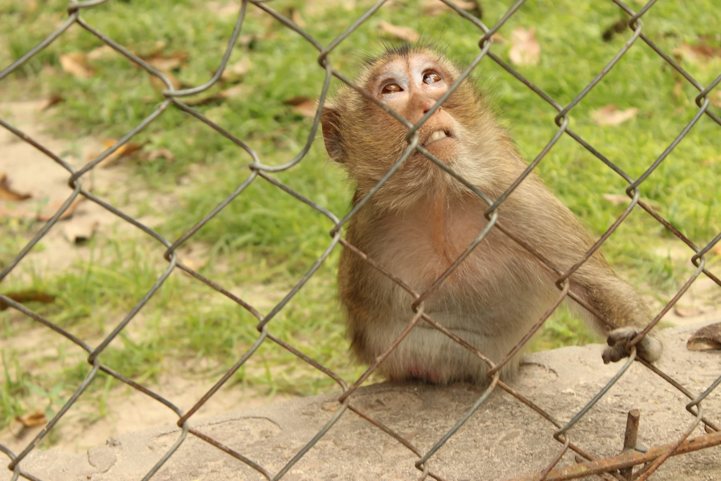Bandit, a macaque monkey, was born without several limbs and digits but was still the head honcho of her enclosure. Macaques are often seen as pests in many parts of Thailand where they’ve learned to adapt and take advantage of urban development.