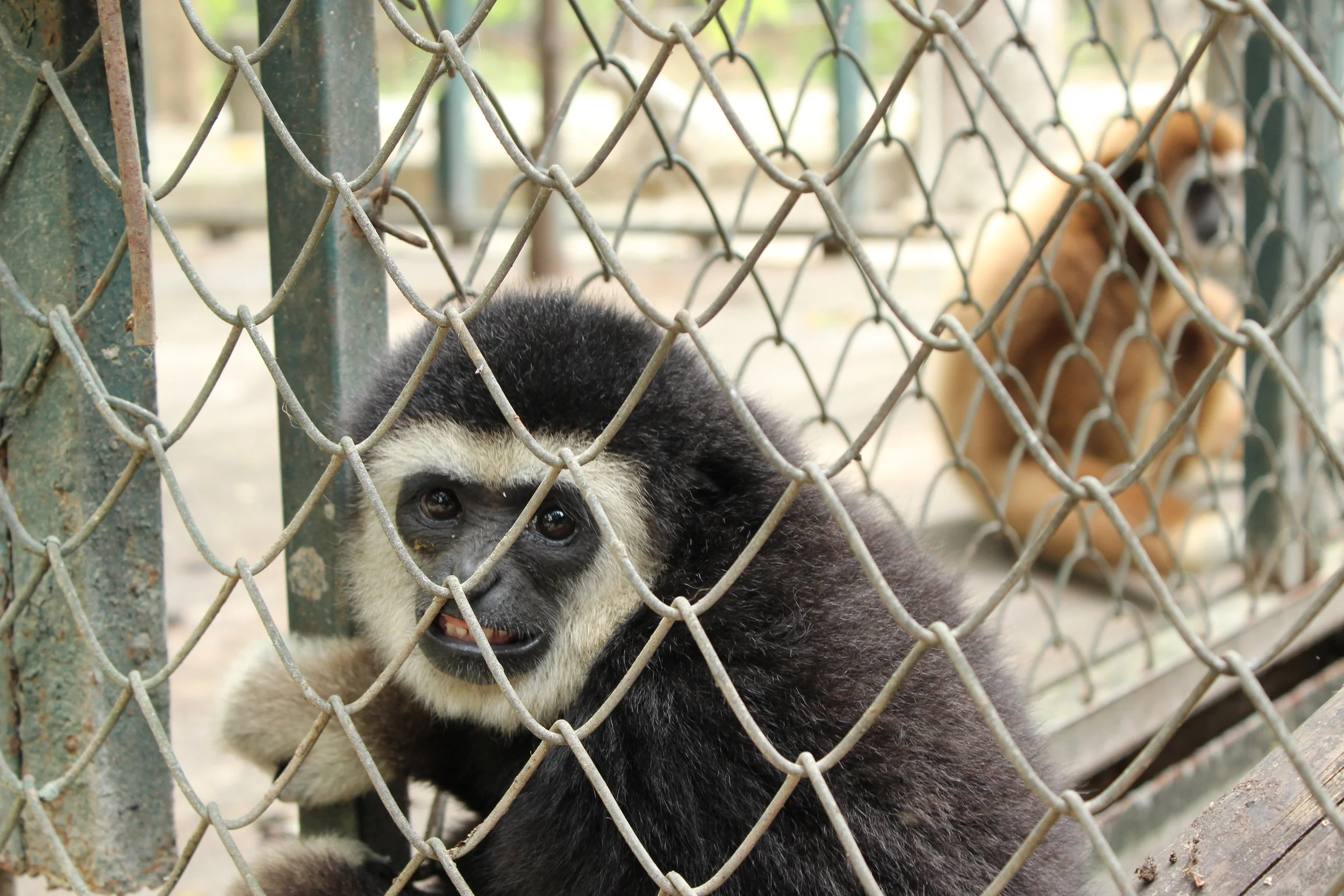 A gibbon gives the reminder that it, along with all the other animals in the center, are wild animals and are incredibly strong and potentially dangerous.