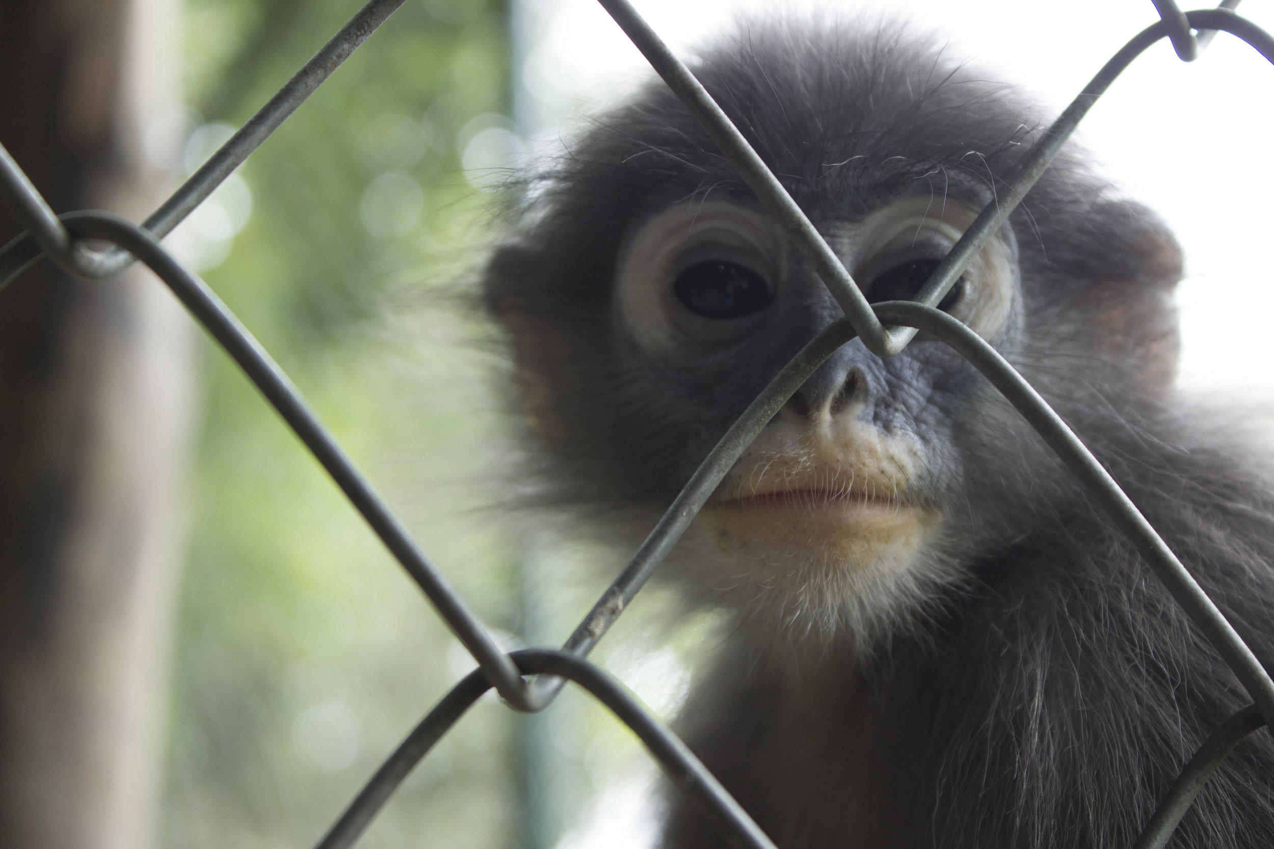  Baby langur monkeys required additional enrichments, like sunflower seeds stuck into corn cobs, to stimulate their growing minds. 