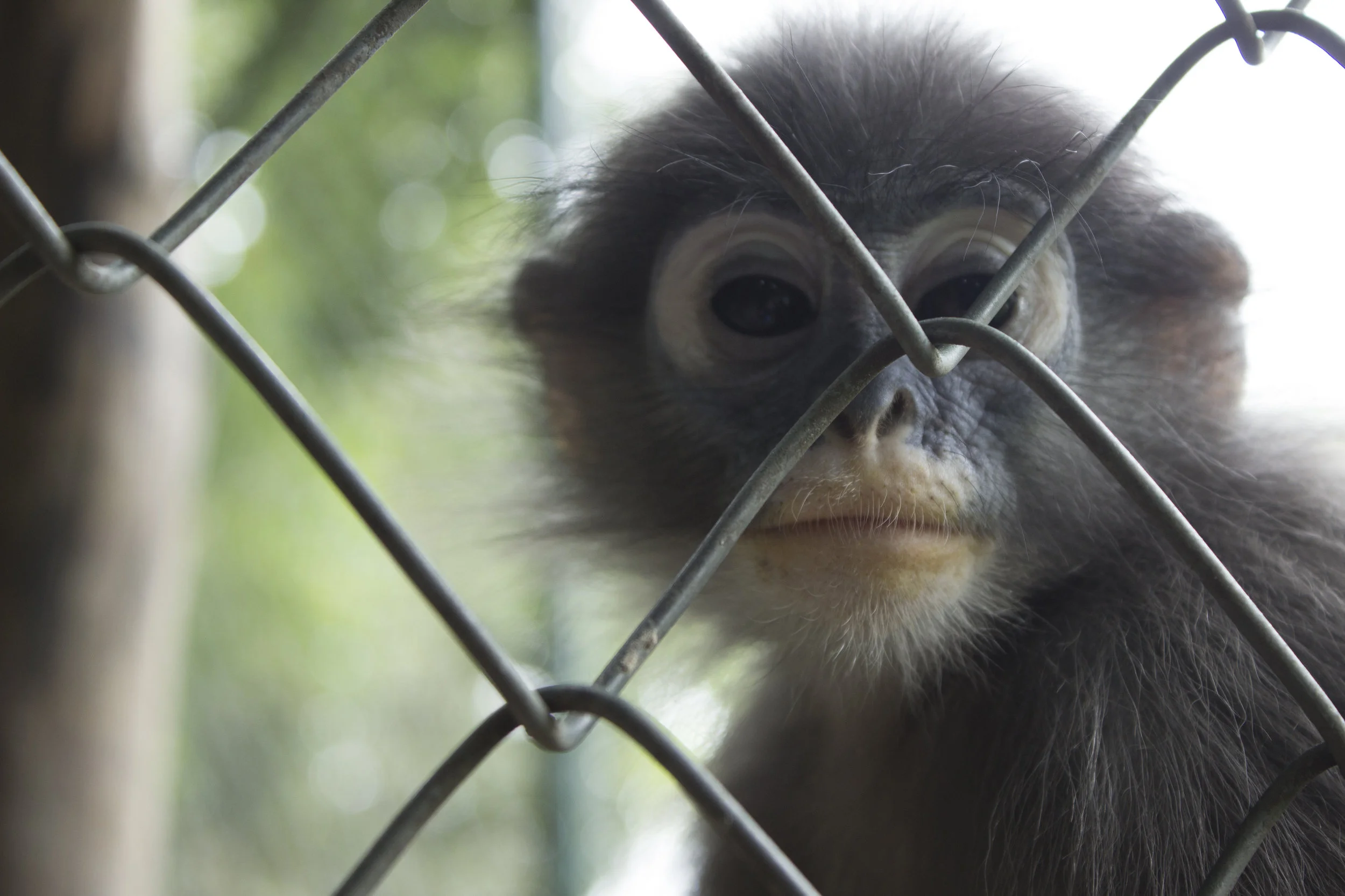 Baby langur monkeys required additional enrichments, like sunflower seeds stuck into corn cobs, to stimulate their growing minds.