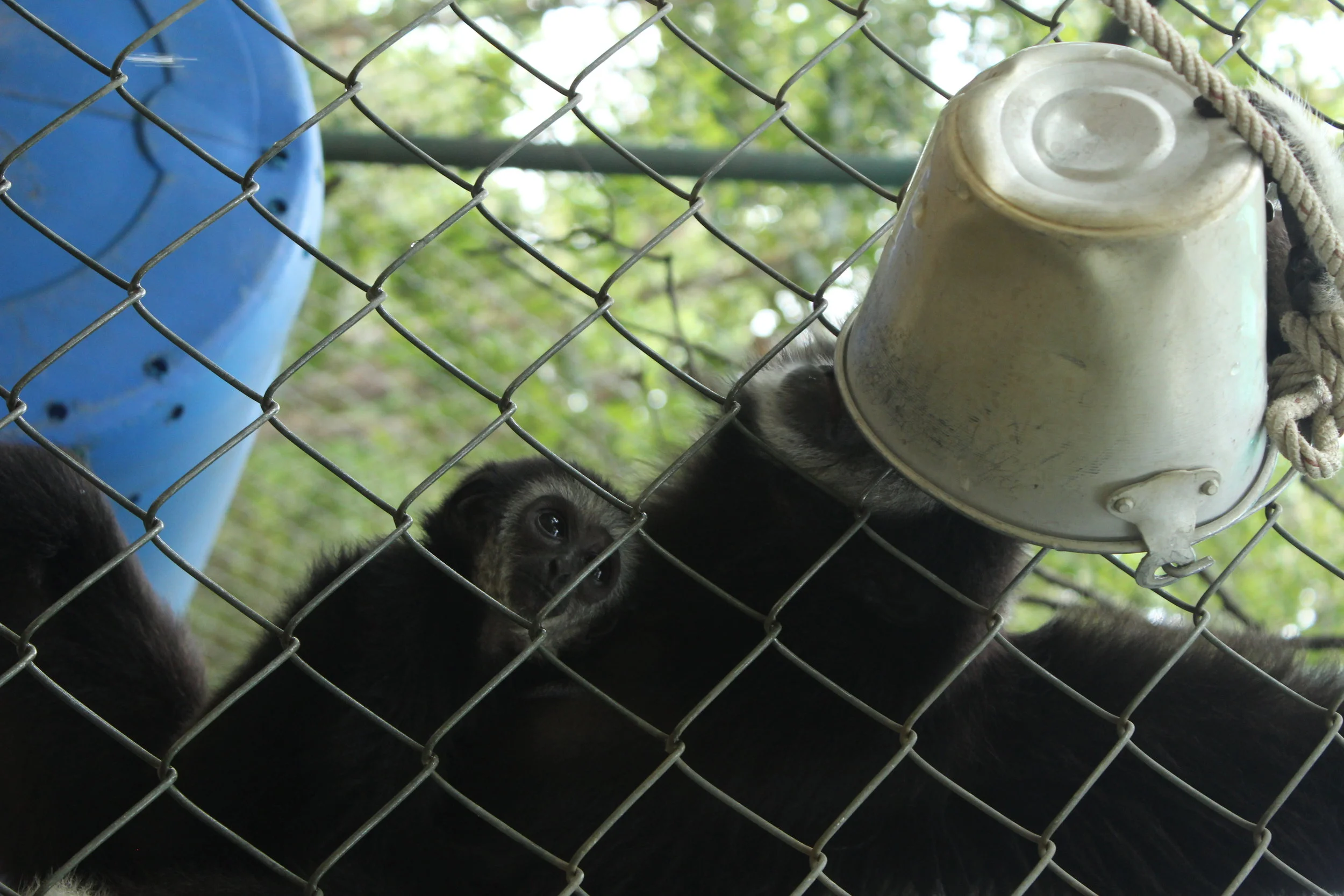A baby gibbon observes her mother drinking from their water pail. One of our daily tasks was refilling water regularly, a challenge indeed with some gibbons who loved to dump out the buckets for fun.