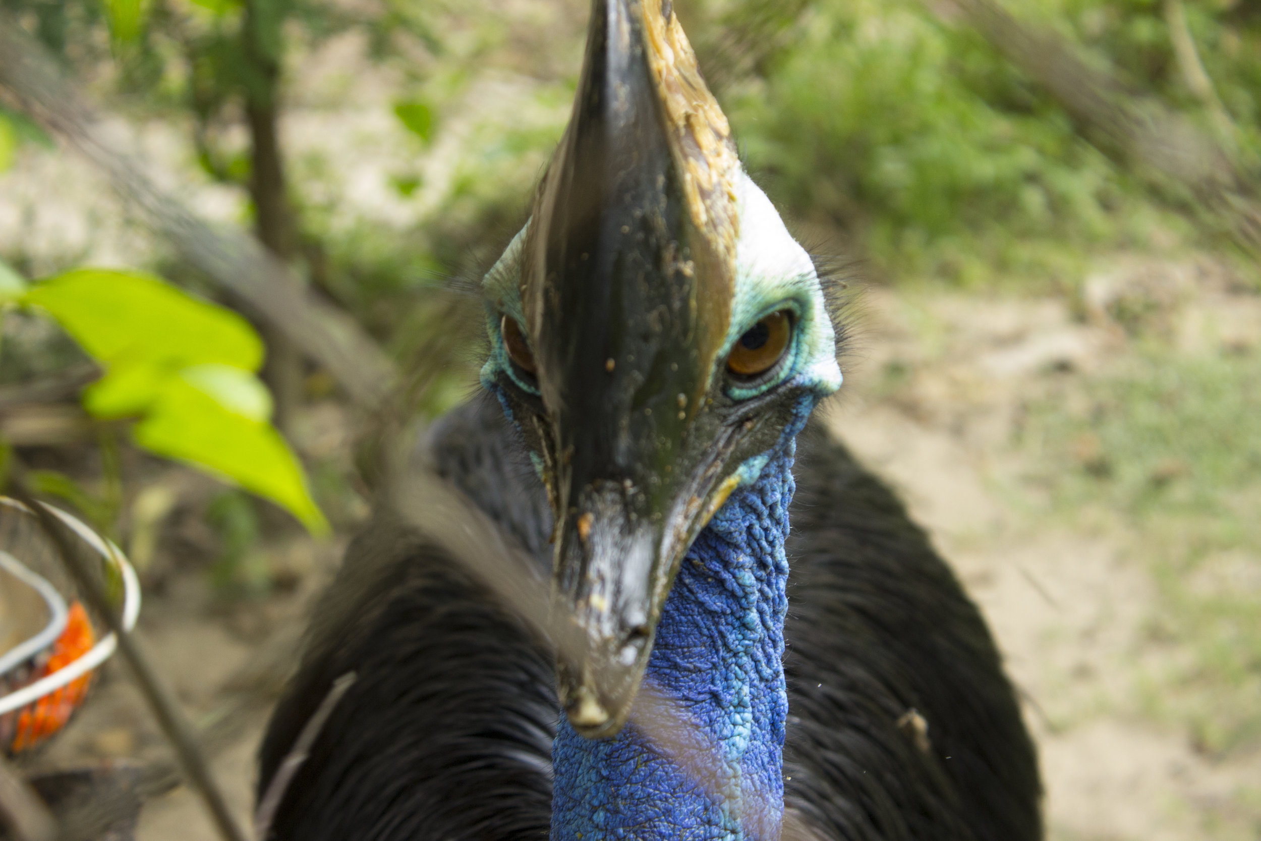  Some animals at the center were abandoned exotic pets — a cassowary, far from its native Australia, was taken in after being imported by a rich owner. Not knowing how to handle the bird, someone had crushed its delicate casque (keratin-made crest on