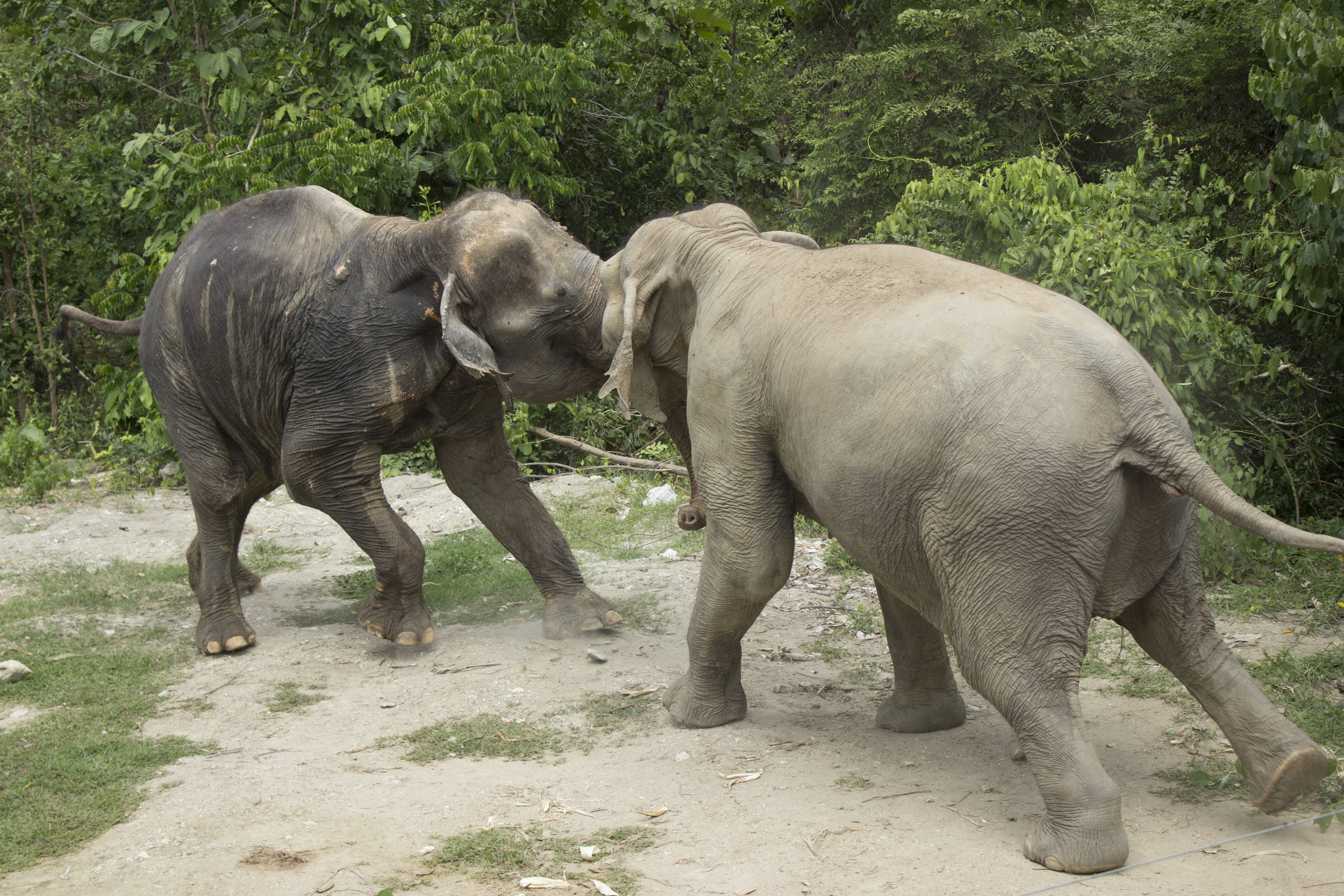  Two elephants go at it during a tense first introduction. The years of hardship are evident with the elephants’ tattered and frayed ears. 
