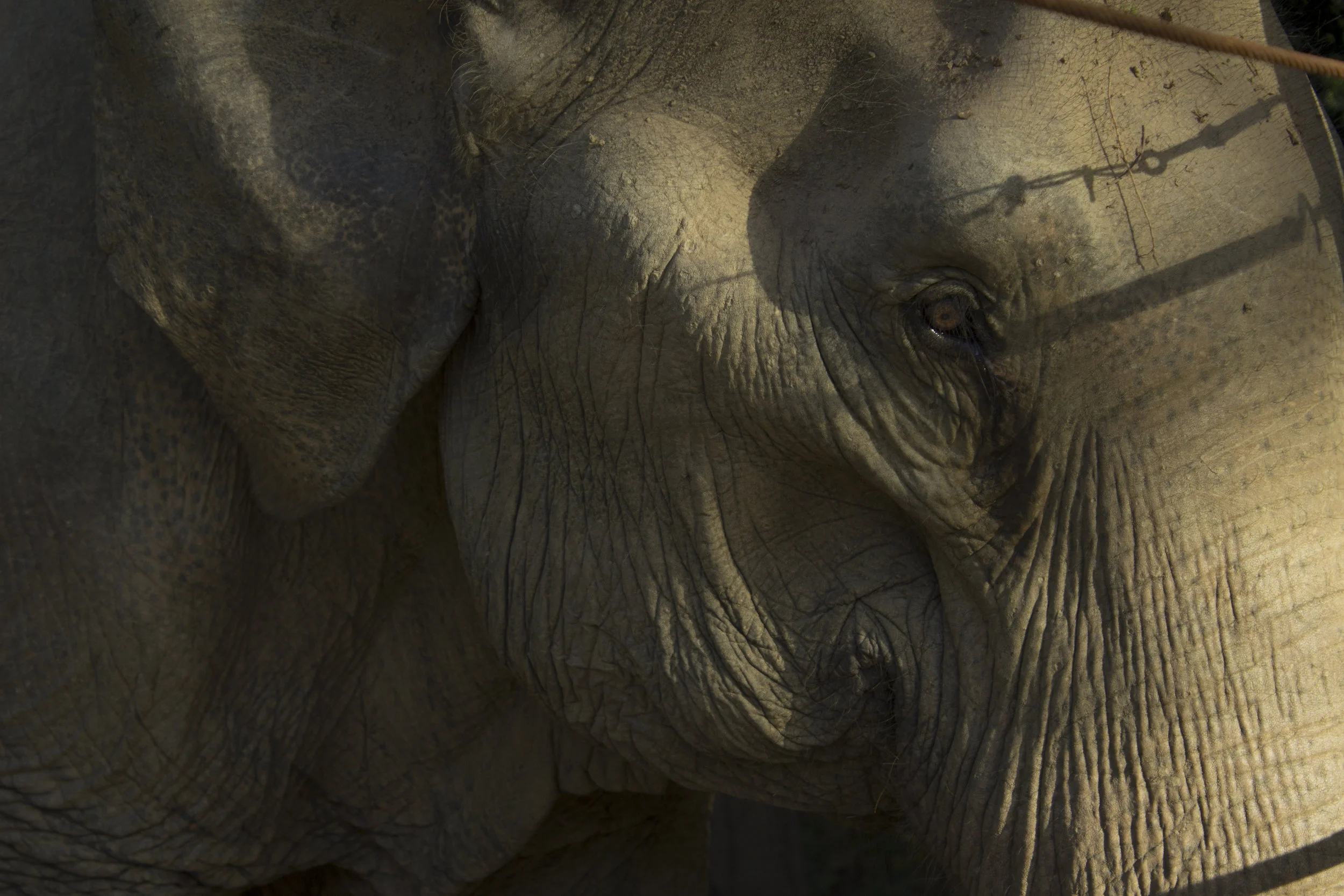  A rescued asian elephant looks out from its enclosure. Many of the elephants were either given to the center by or outright bought from their mahouts. Since the closing of elephant-powered logging in the country, many elephant owners turned to touri