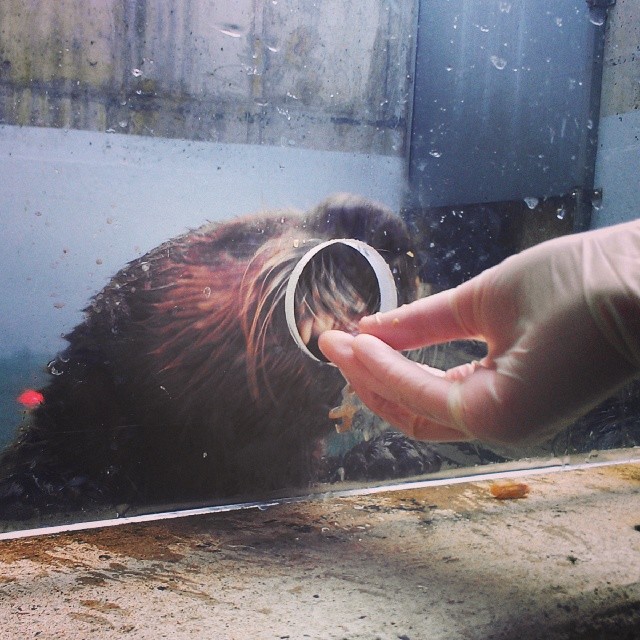  Feeding  sea otters can be risky business! Their sharp teeth could easily bite a human finger off. Some feedings were done behind the scenes whereas others were paired with training behaviors on exhibit. 
