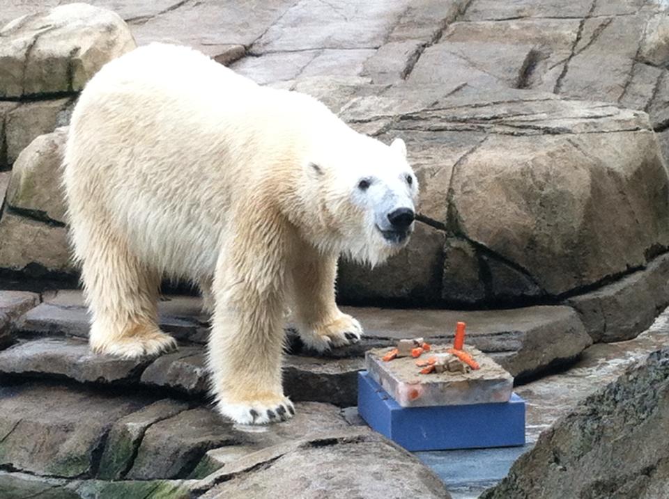  One of my responsibilities was to prepare enrichment activities for the animals. On special  occasions, like a polar bear birthday, extra care went into crafting an especially interesting treat. 