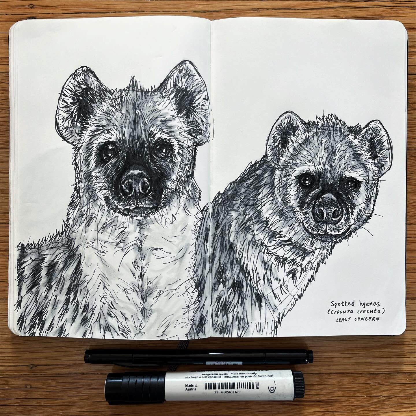 Quick n&rsquo; loose pen sketch of some spotted hyenas from @joelsartore #photoark book

Spotted hyenas (Crocuta crocuta) - least concern

Spotted hyenas, although seemingly canid in their appearance, are one of four species within the family Hyaenid