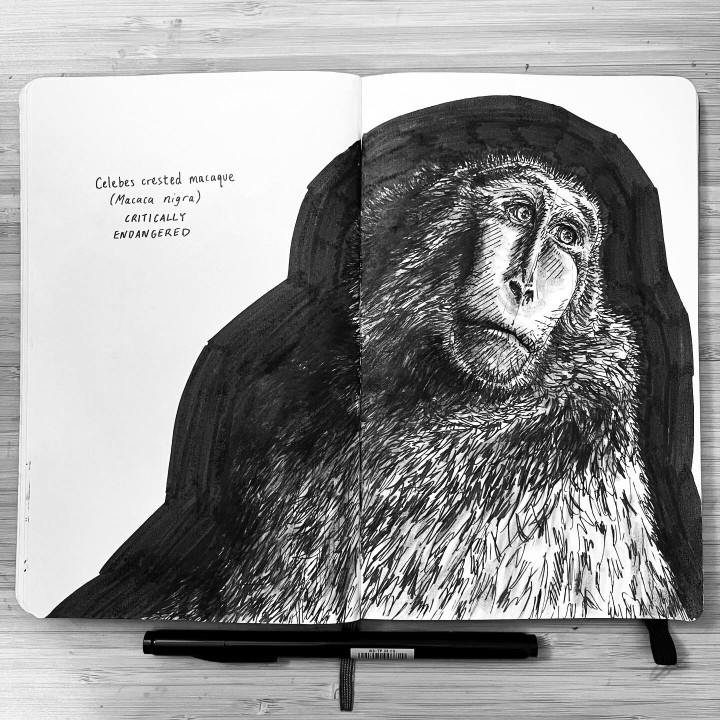 Another lil sketch from #photoark by @joelsartore 

Celebes crested macaque (Macaca nigra) - critically endangered

These macaques, also known as yaki in the local language, live on the Indonesian island of Sulawesi. Outside of the critical protectio