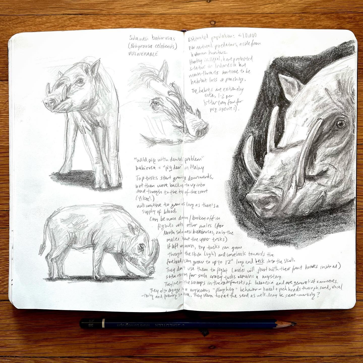 Study sketches of the insanely wild babirusa, inspired by photos from #photoark by @joelsartore 

Sulawesi babirusa (Babyrousa celebensis) - vulnerable

(Note that this species is now considered distinct from others within the Babyrousa genus and is 