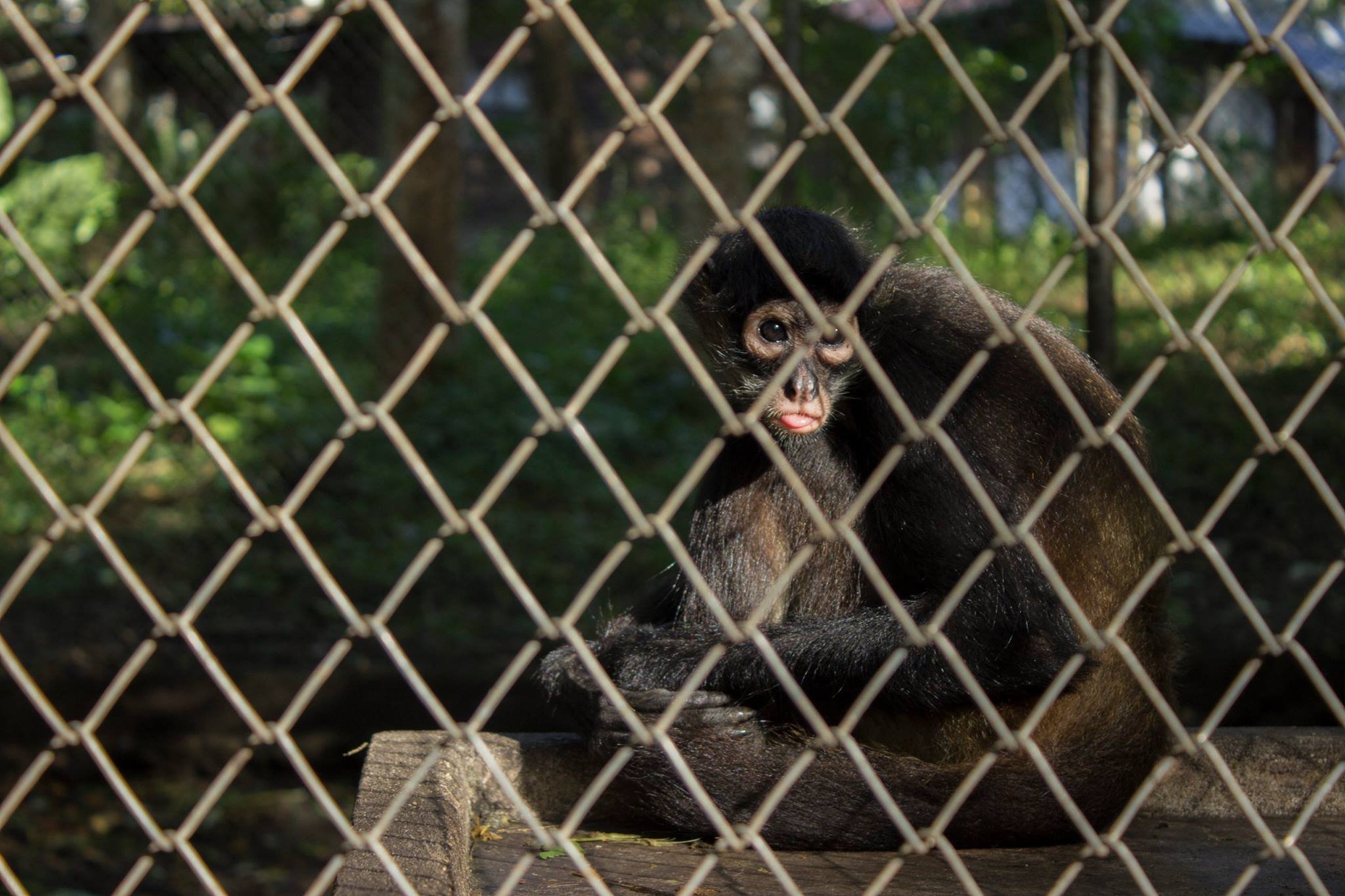  A spider monkey being rehabilitated at the center looks out from its enclosure. Many of the animals we received were found orphaned or injured, mostly due to human activities. 