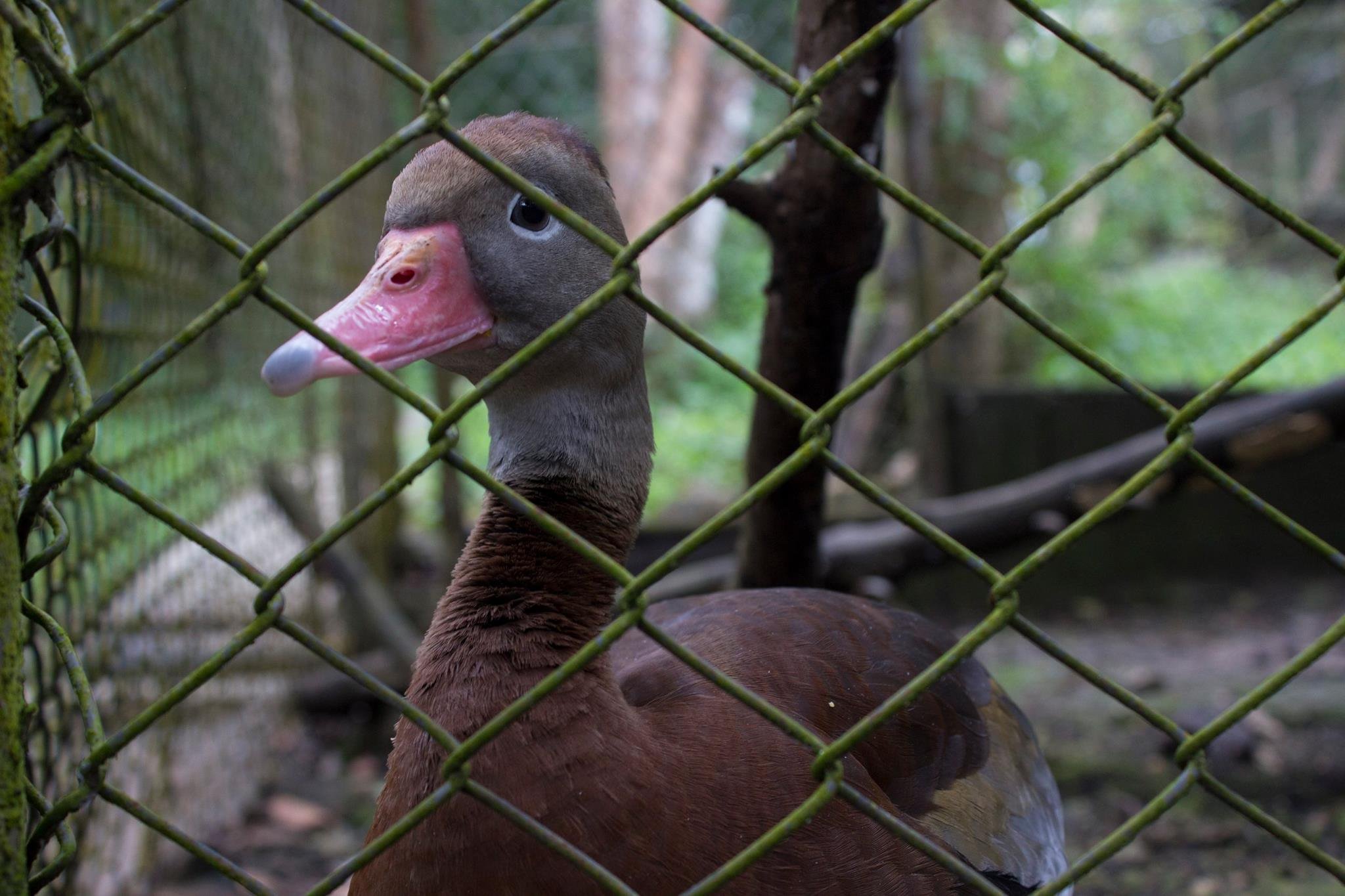  A black-bellied whistling duck that was much beloved amongst the volunteers and staff for its salty disposition. 