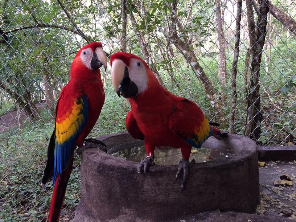  The center always had several large enclosures of rescued macaws. Macaws are extremely popular in the pet trade and are often illegally captured and harmed. While taking care of them, we had to adopt hostile tactics, such as making jarring loud nois