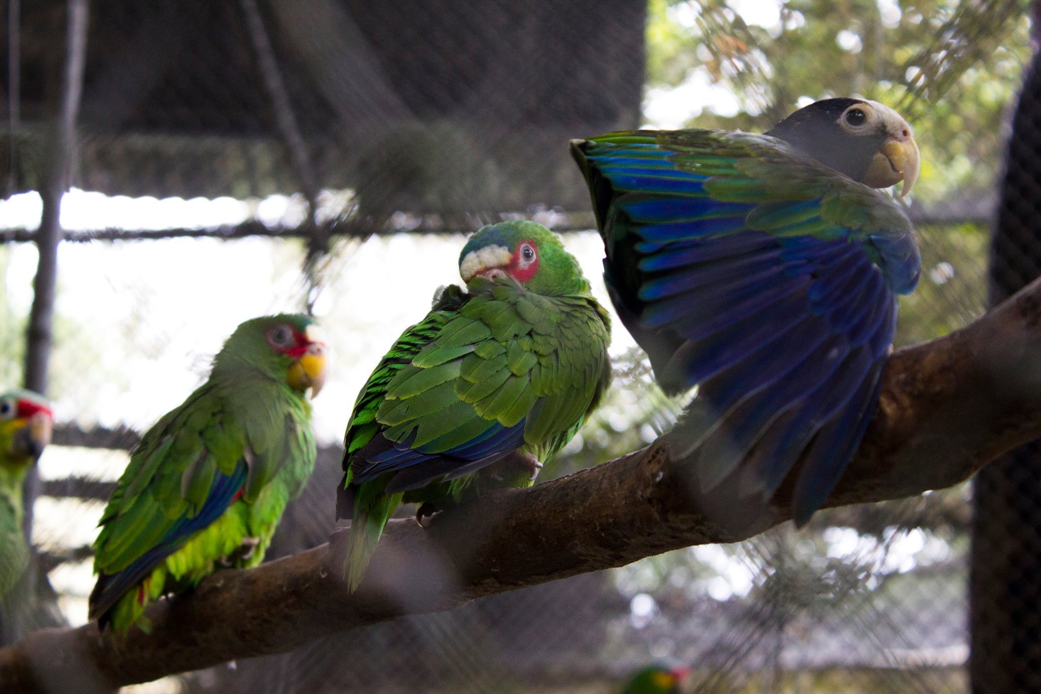  A group of tropical birds being rehabilitated. Many are exploited for their colorful plumage and are popular in the pet trade, endangering their populations in the wild. 