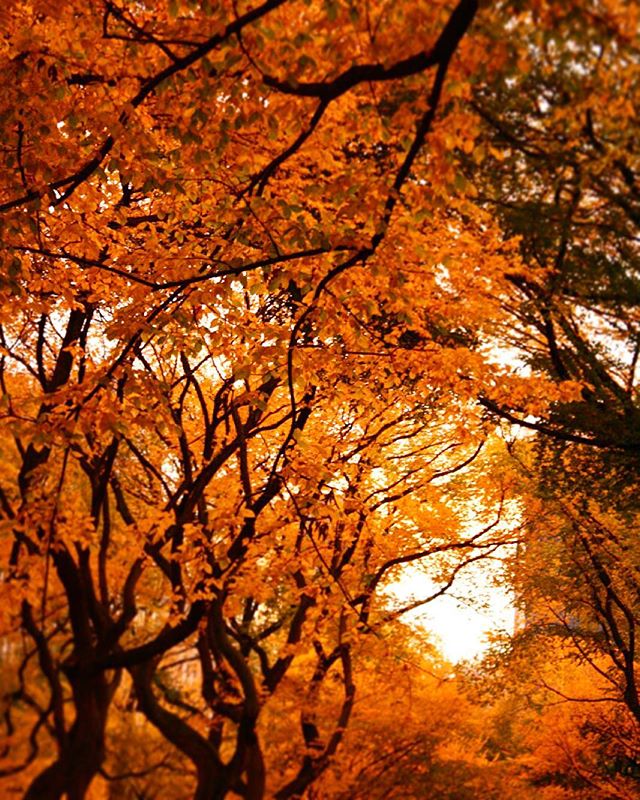 The Mall in October 2009 @centralparknyc #centralparkmoments #NYC #iloveny #instagramnyc #seeyourcity #lookup