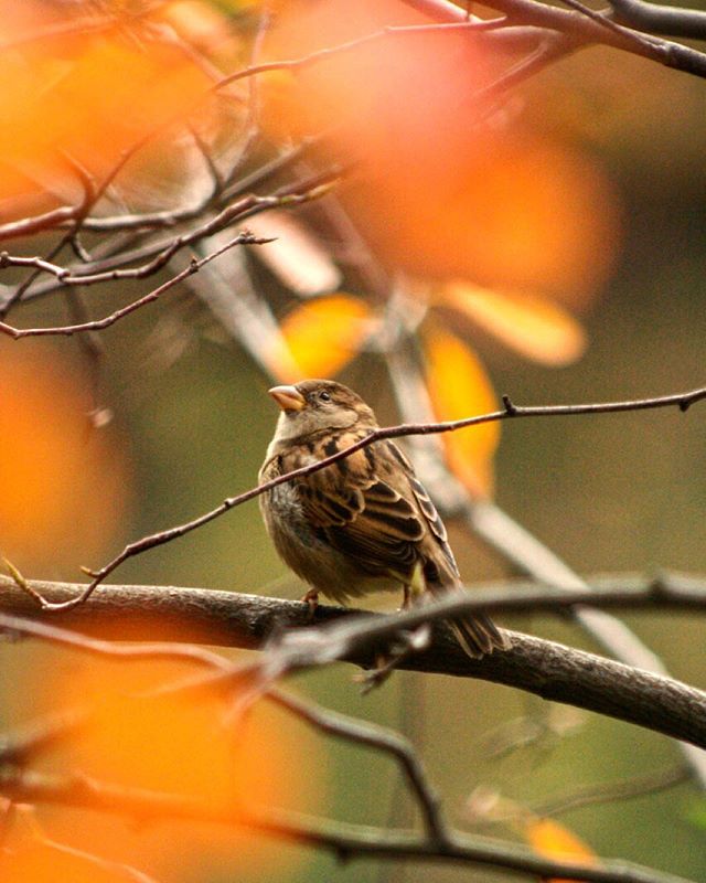 Sparrow in Central Park #centralparkmoments #NYC #iloveny #instagramnyc #seeyourcity #autumnleaves #nycfall