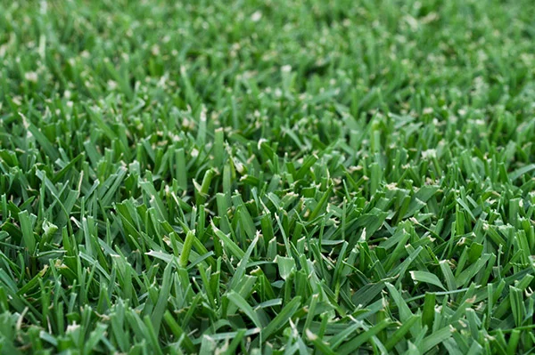 Lawn Varieties Allwest Turfing Turf Supplies Perth
