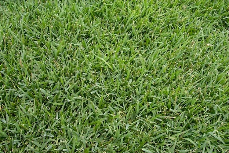 Empire Zoysia 