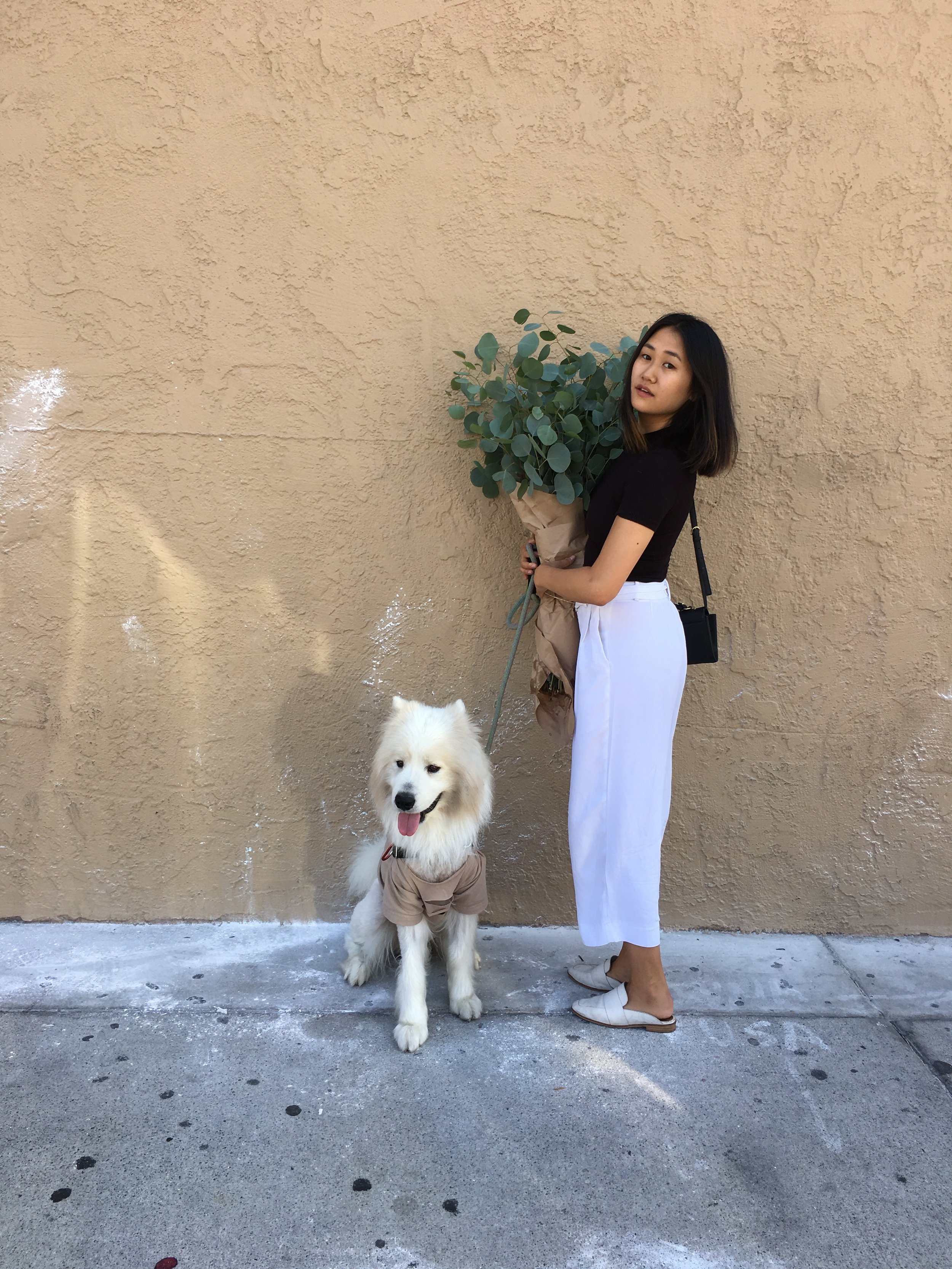 Sumo the Samoyed
