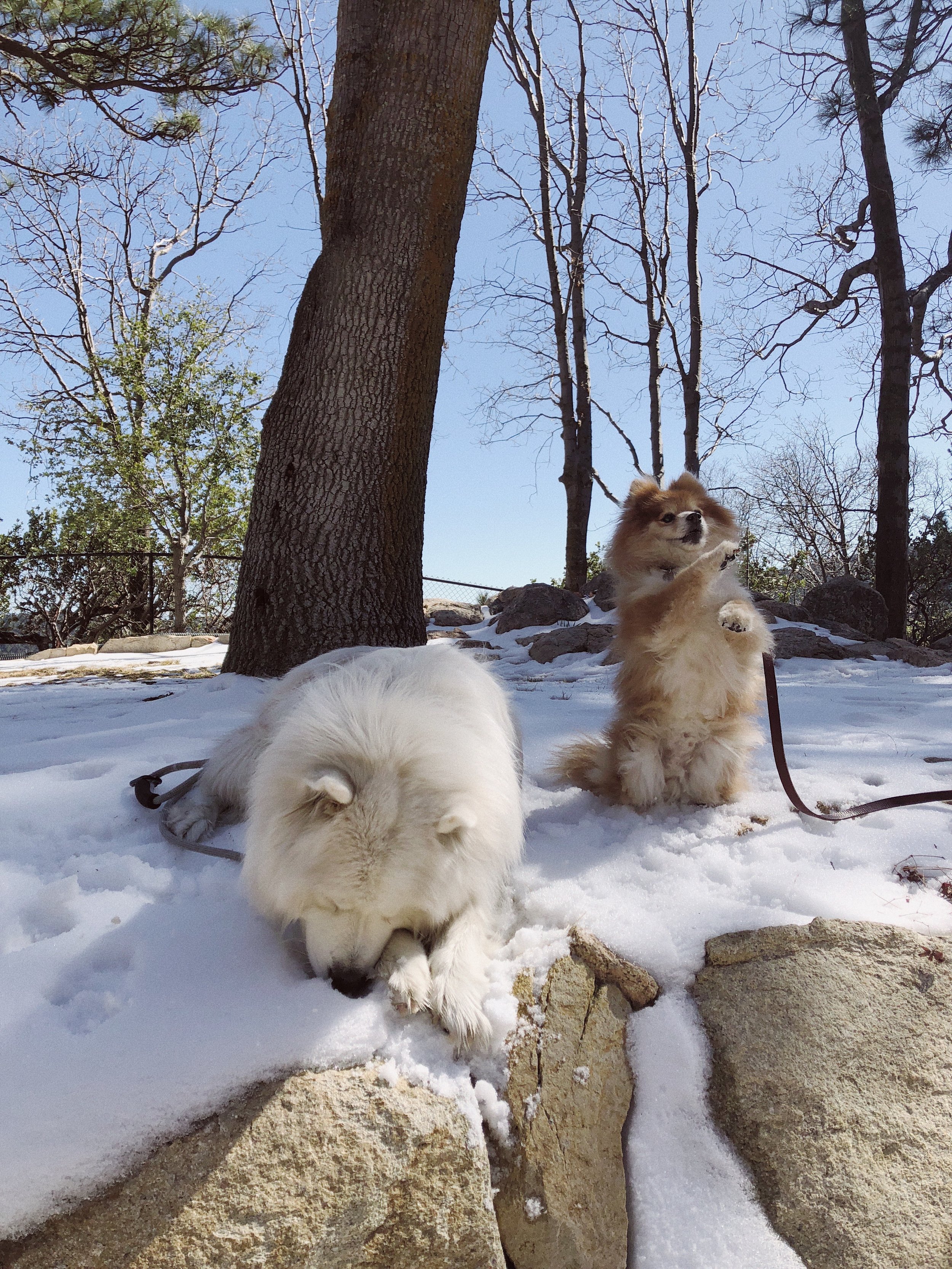 02.28.18_Lake Arrowhead_Samoyed Sumo_Ali Heiss_22.JPG