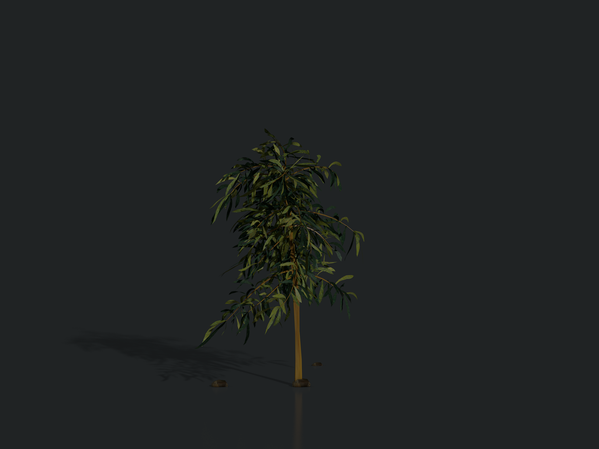 plants_arles_02_1302.png