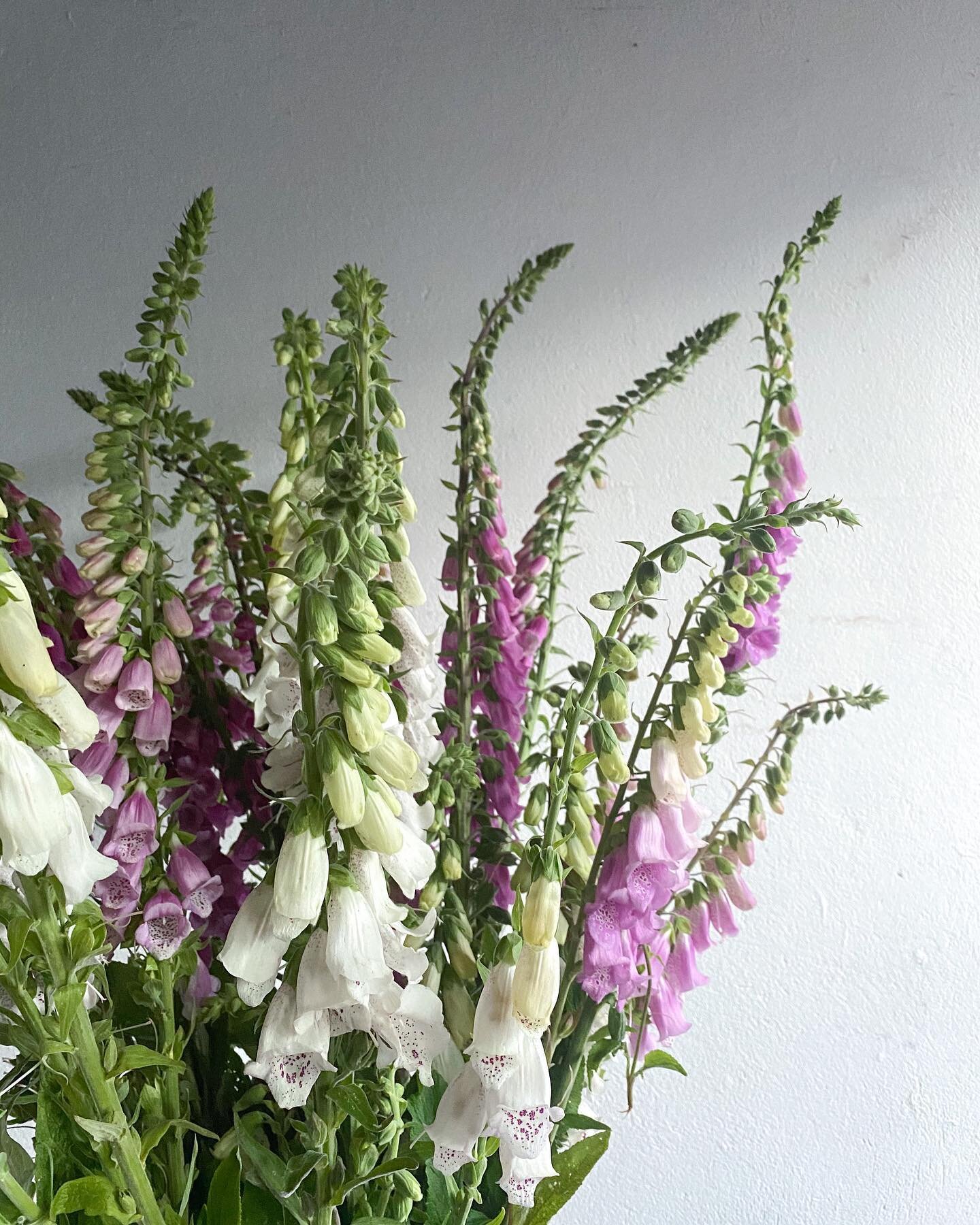 Memories of all British bouquets making us miss summer in these dark days, but longer ones are on the horizon and soon we&rsquo;ll have spring bulbs to see us through 🌱