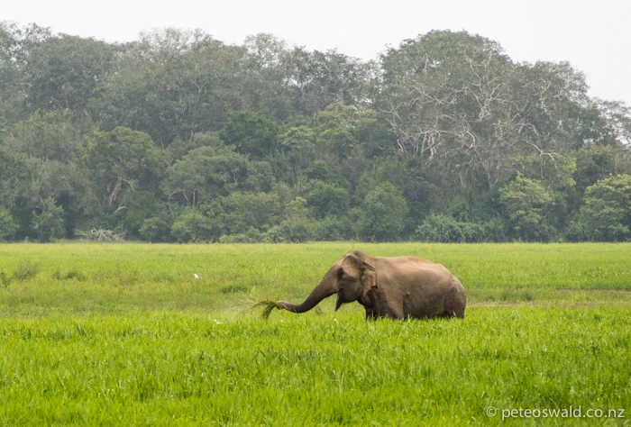 ELEPHANTS in the wild! We were so lucky to see a small heard of 3 from our bikes only about 100m away. Kind of scary and as we were just packing up to leave it furiously charged something in the bush, we pedalled so quick out of there!
