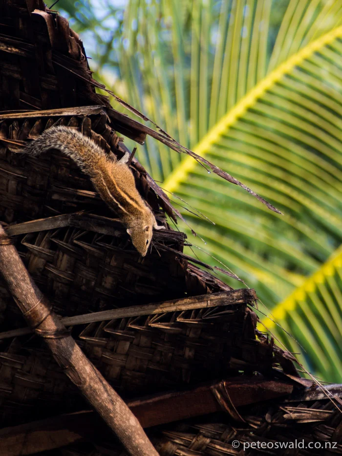 These cute little squirrel critters were all over our cabana and even ate part of my rotti!