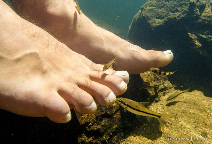 Fish in the near by river cleansing our feet of dead and withered skin bite by bite