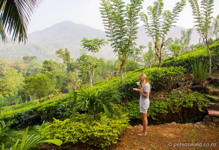 Soph sips fresh tea in the very plantation it was picked