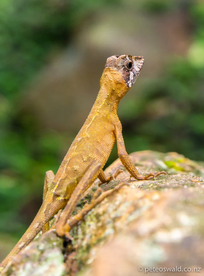Some type of crazy little lizzard critter