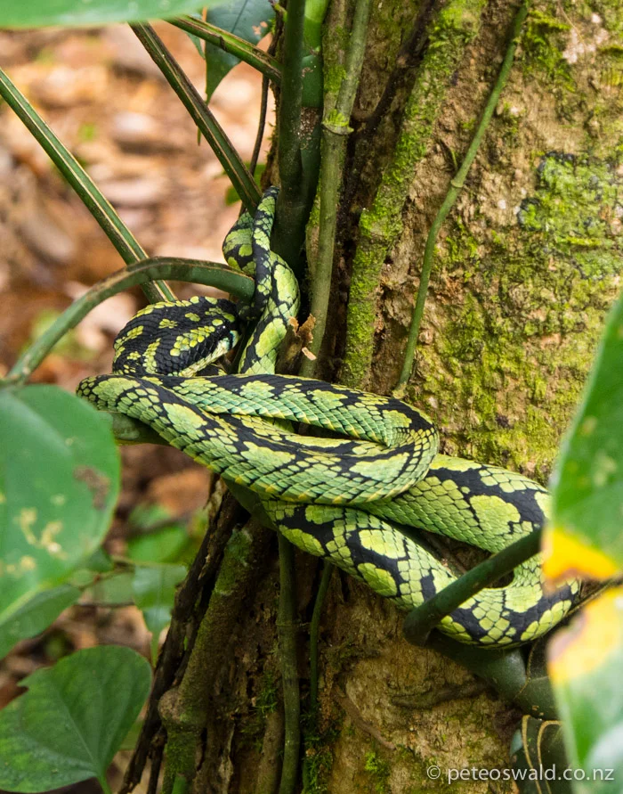 A deadly Viper Snake in the Sinharaja Rain Forrest, its curled position means it is poised ready for a strike of which I was in range of I’m told