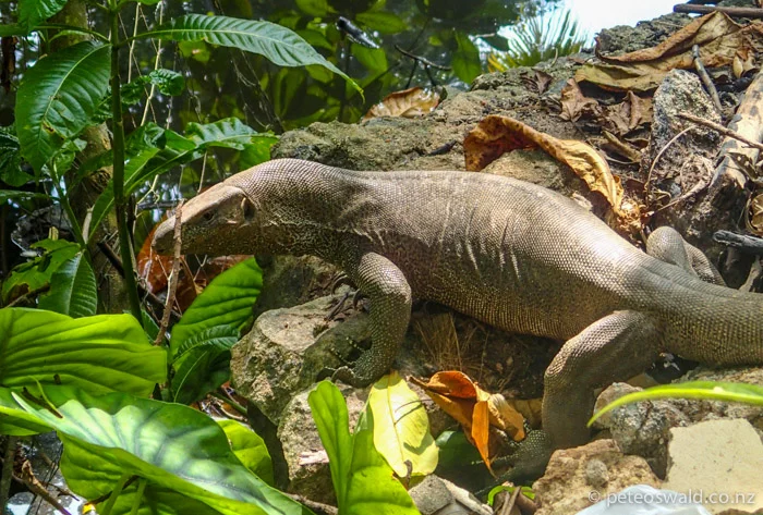 A land Monitor Lizard, about 1.5 metres long